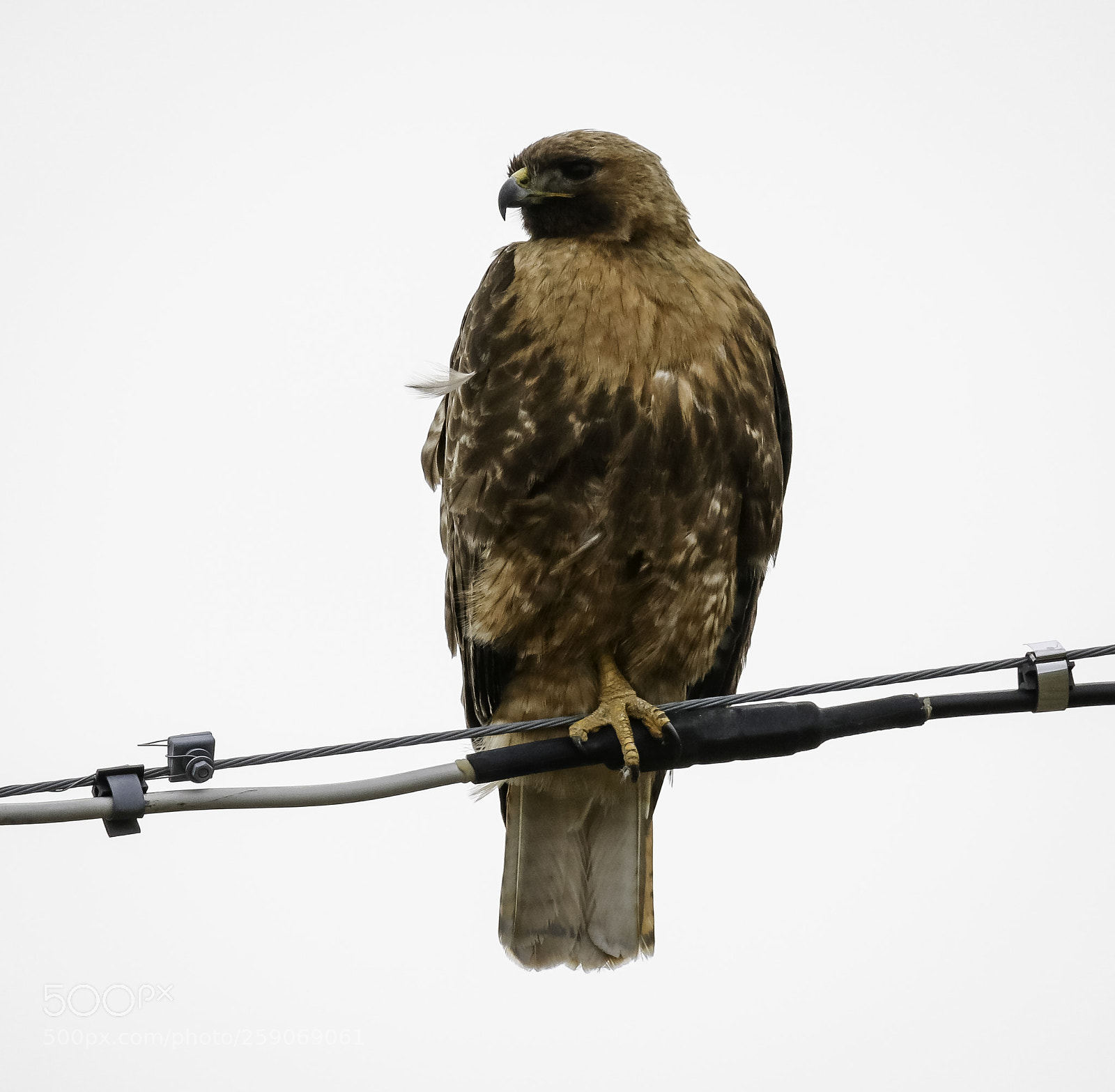 Canon EOS 750D (EOS Rebel T6i / EOS Kiss X8i) sample photo. Red-tailed hawk western variety photography