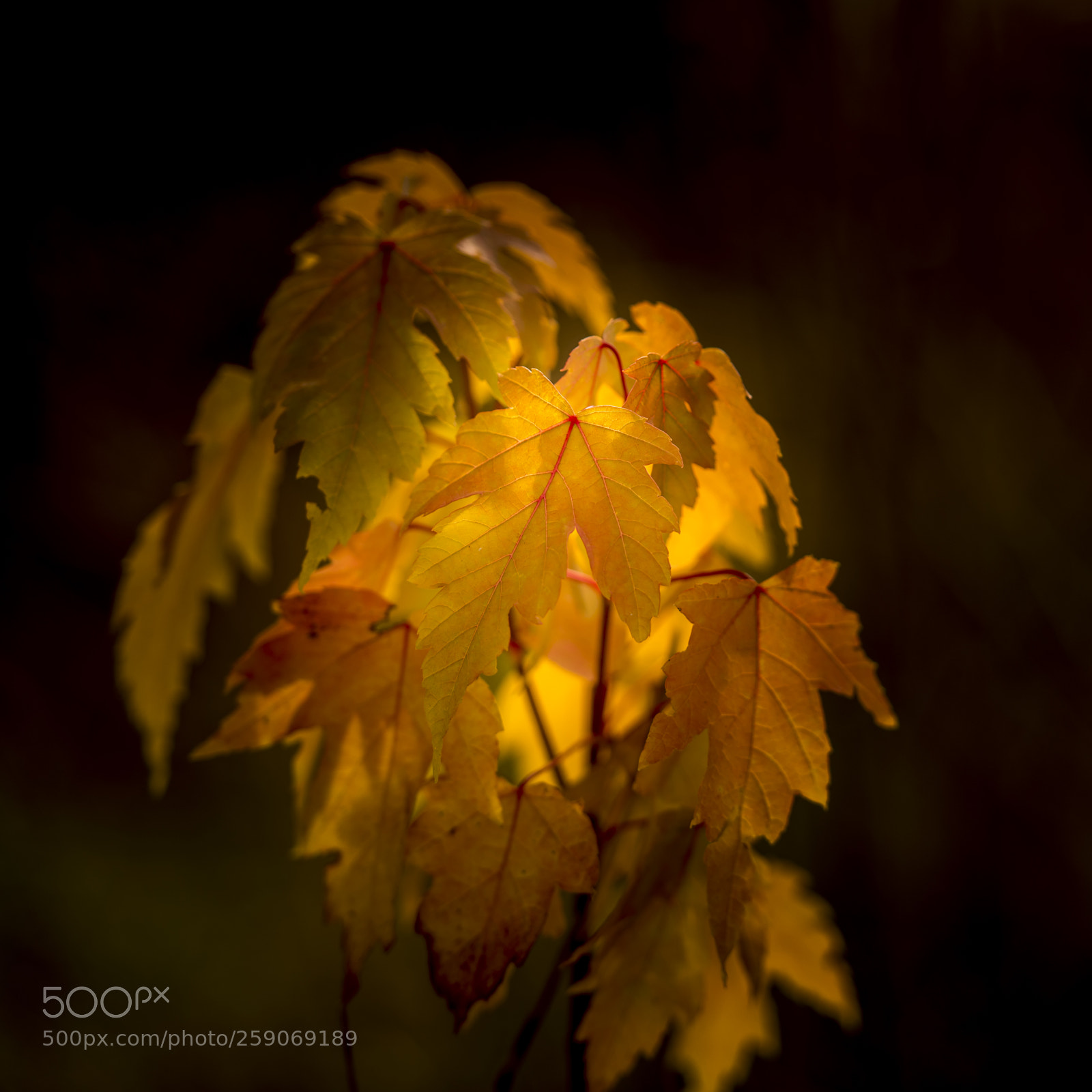 Nikon D810 sample photo. Fall sunlight photography