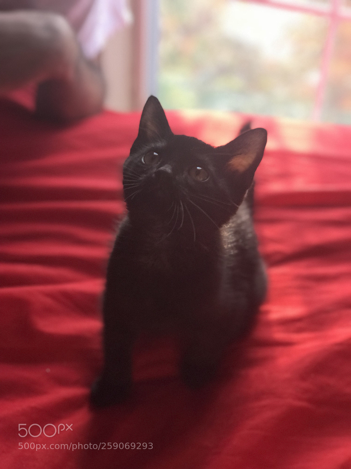 Apple iPhone 7 Plus sample photo. Kitten photography