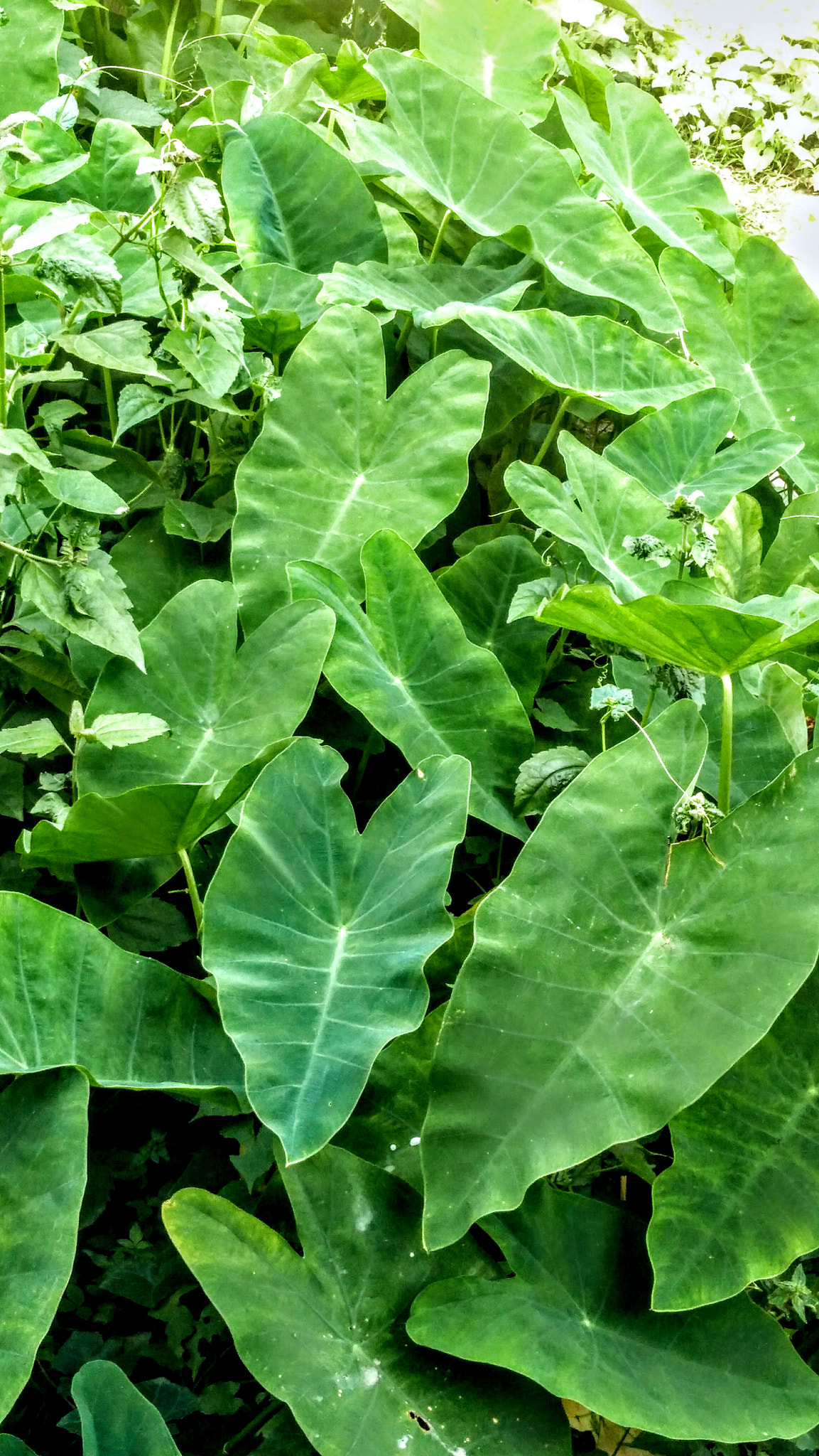 Lenovo K6 NOTE sample photo. 😀 photography