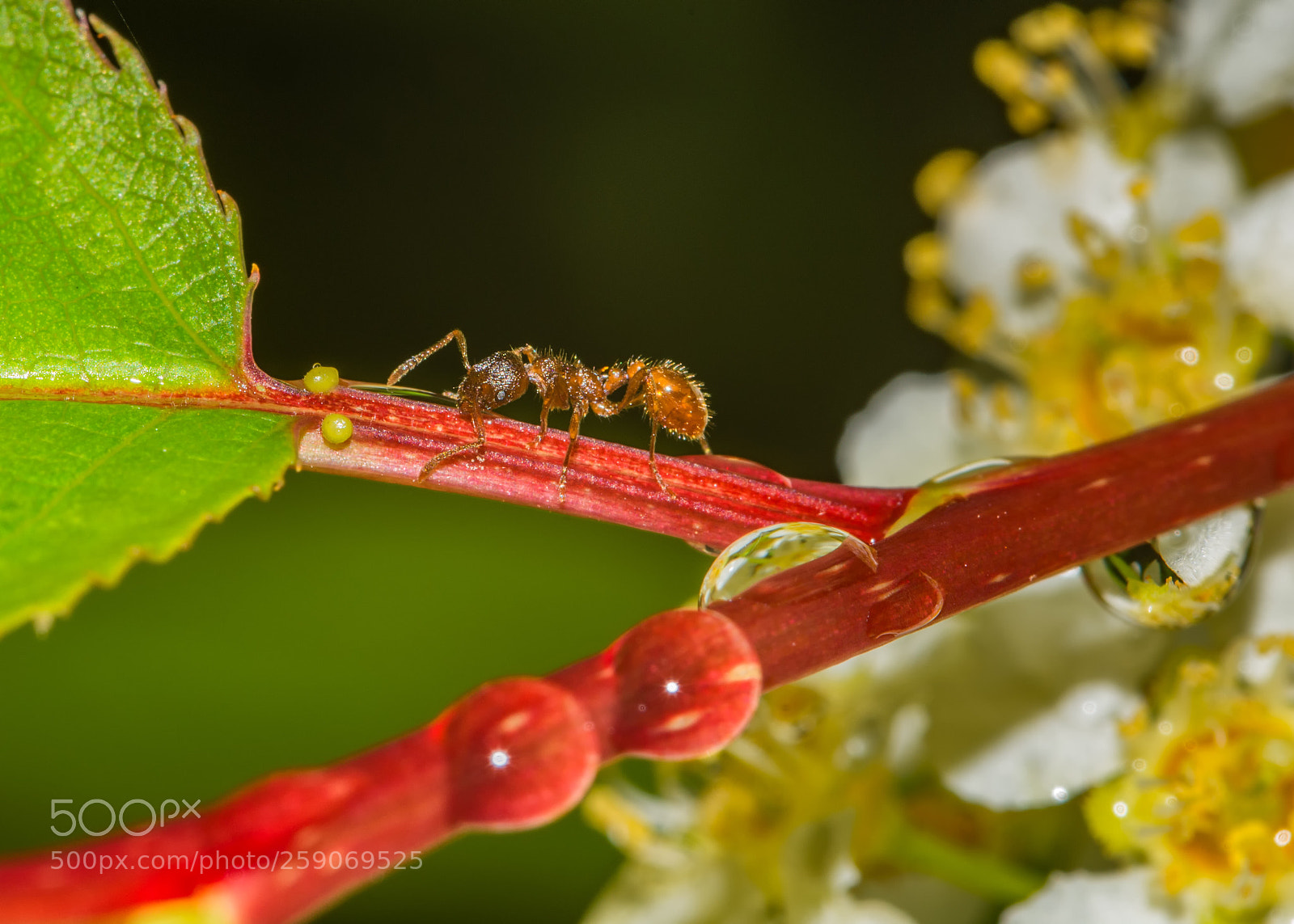 Nikon D7200 sample photo. Ant on a stem photography