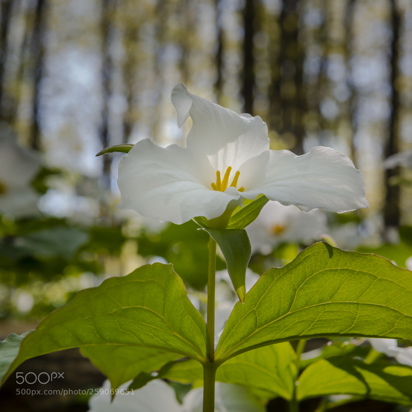 Nikon D850 sample photo. Trillium photography