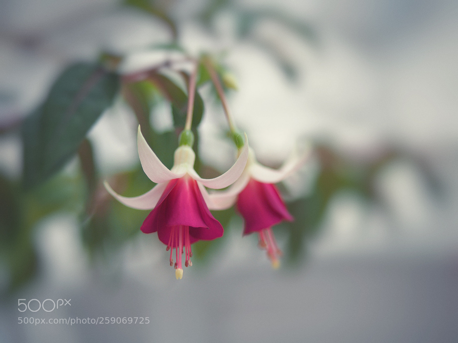 Olympus OM-D E-M10 II sample photo. Fuchsia ‘joy patmore’ photography