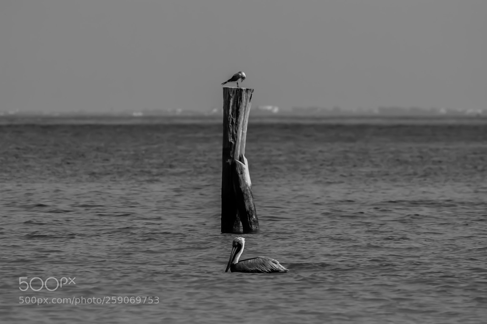 Nikon D7100 sample photo. Friends of the sea photography