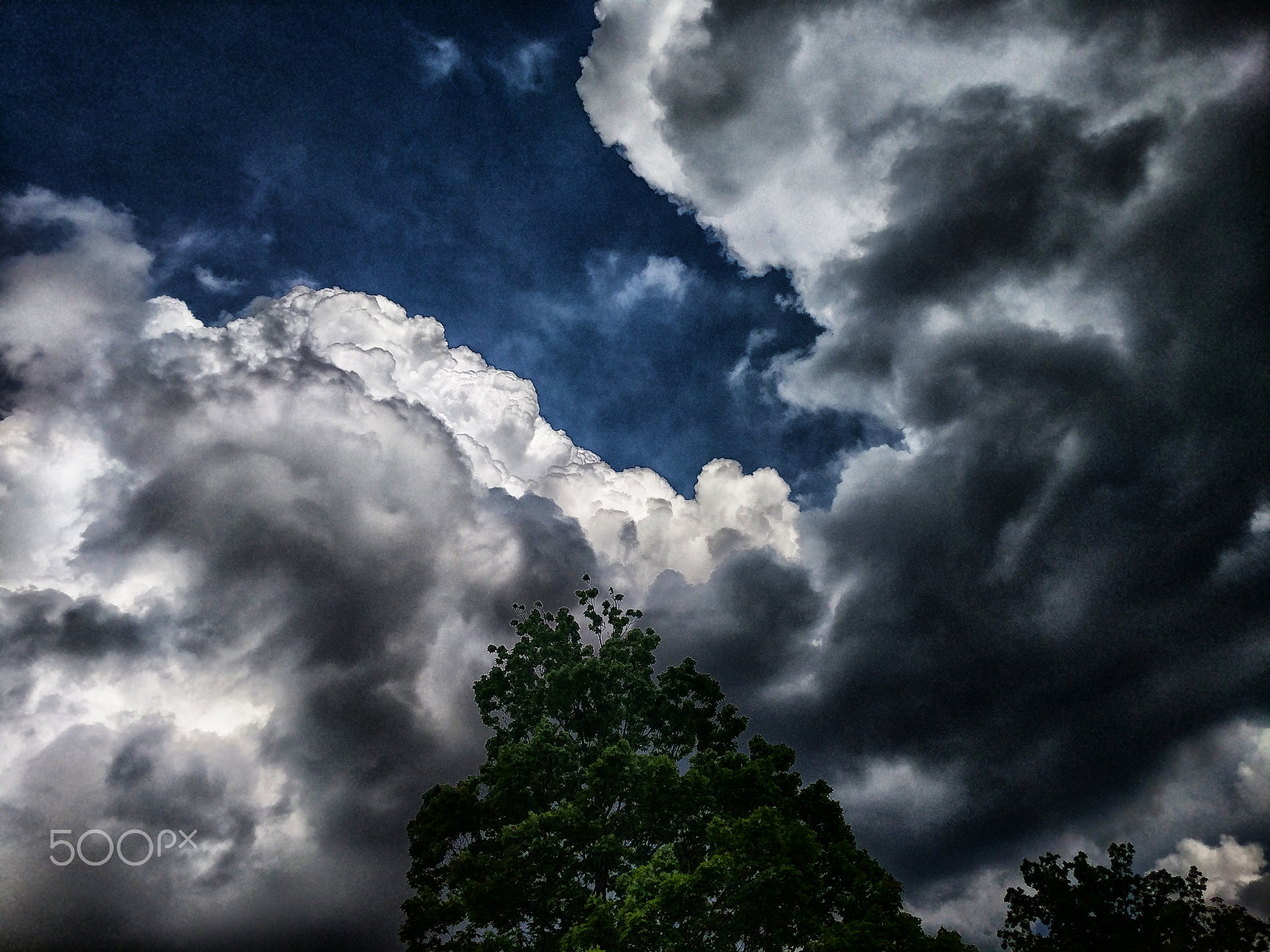 Google Pixel XL sample photo. Tree cloud sky photography
