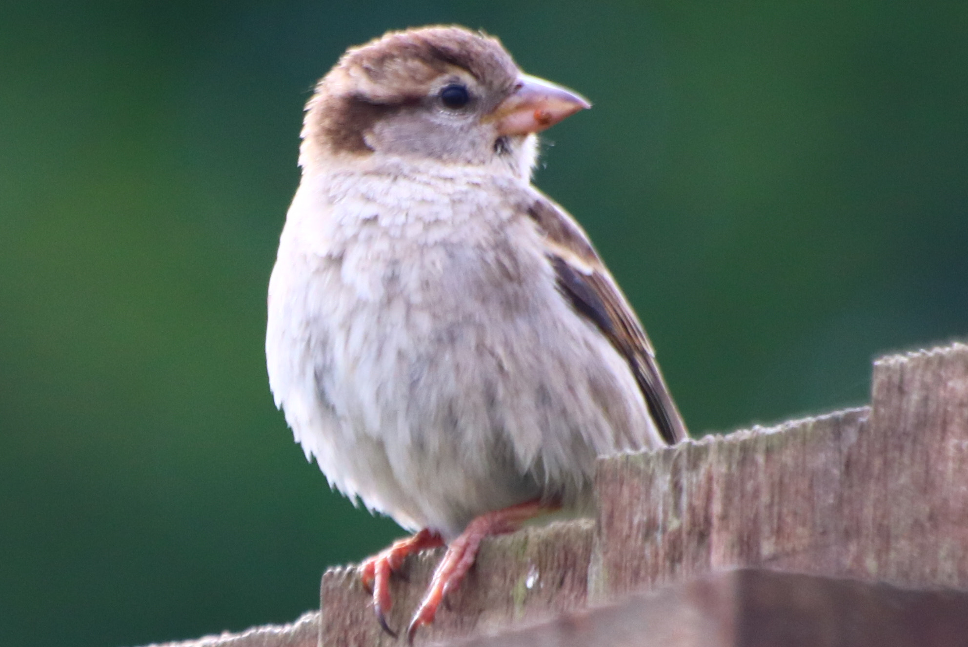 Canon EOS 750D (EOS Rebel T6i / EOS Kiss X8i) sample photo. That bird photography