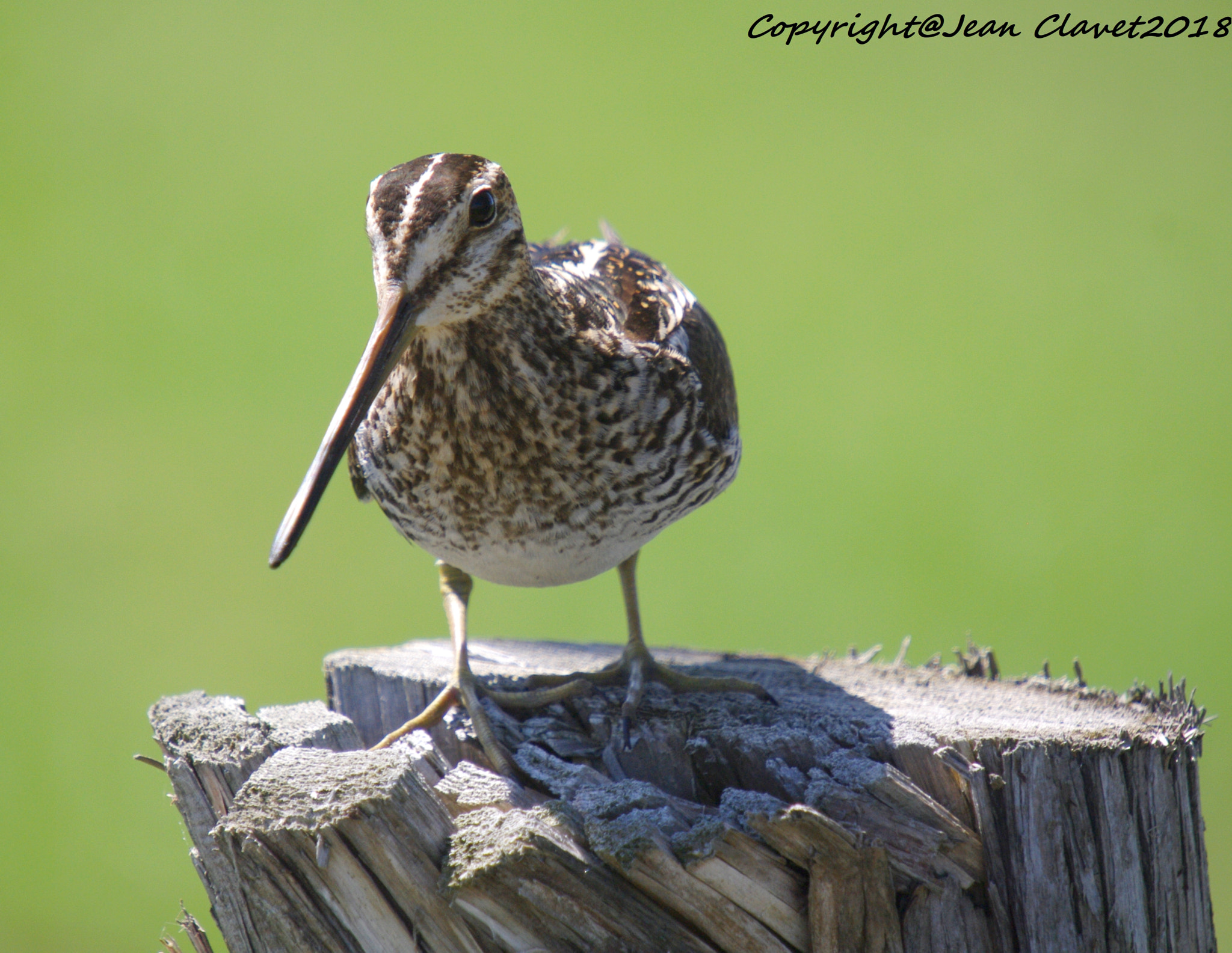 Pentax K-7 + Sigma sample photo. Bécassine de wilson/   wilson's snipe photography