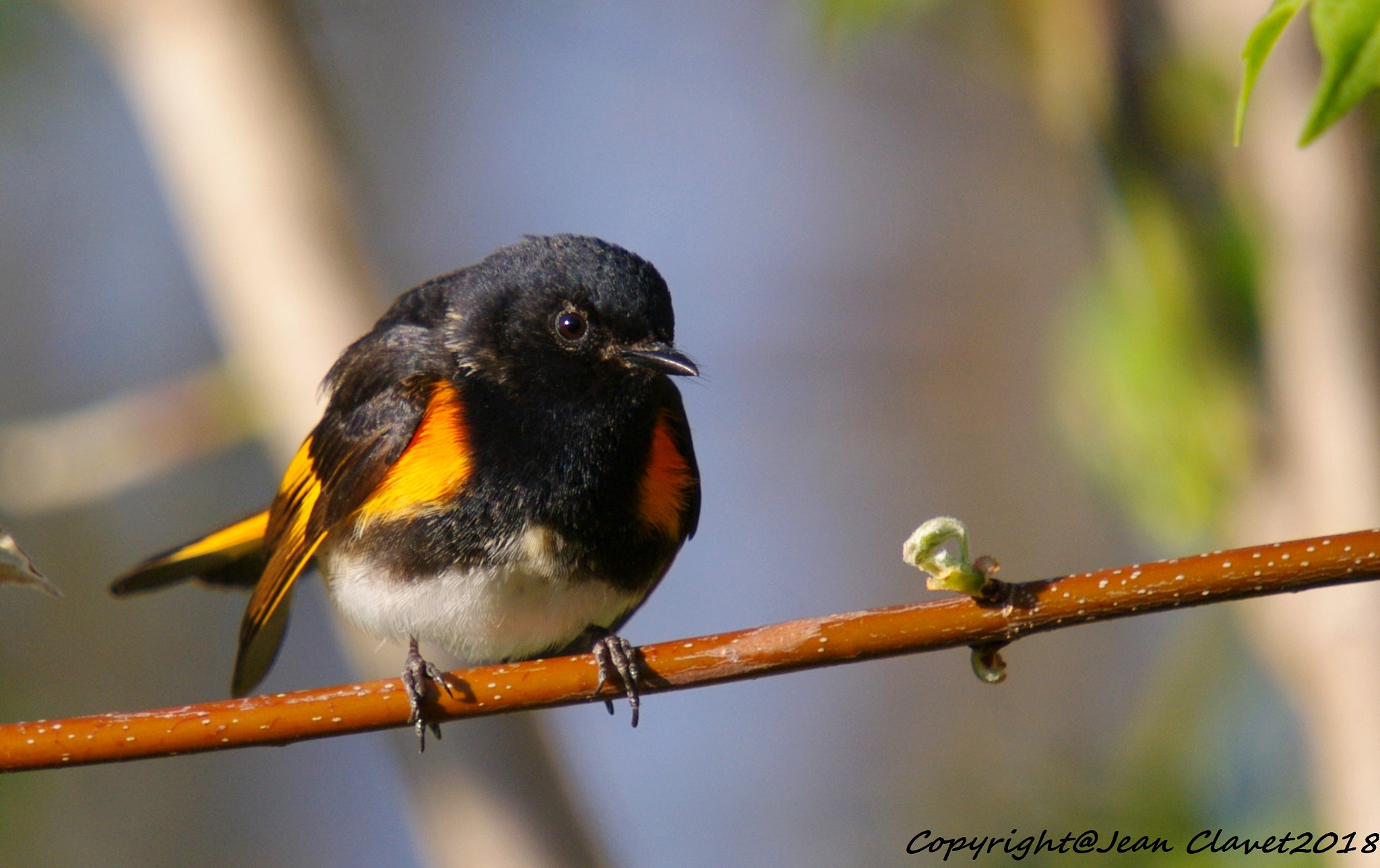 Sigma sample photo. Paruline flamboyante/  american redstart photography