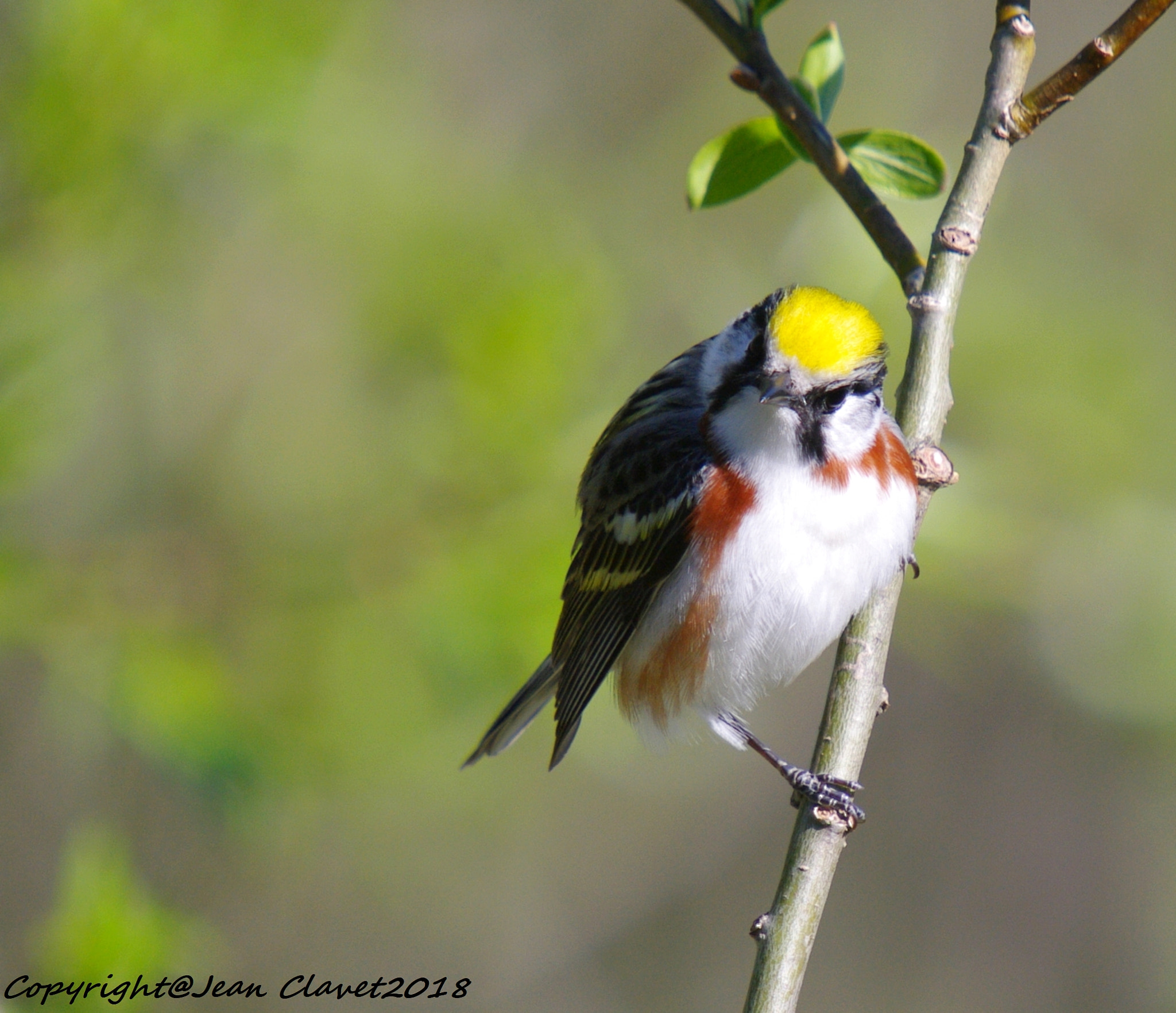 Pentax K-7 sample photo. Paruline à flancs marron/  chestnut-sided warbler photography