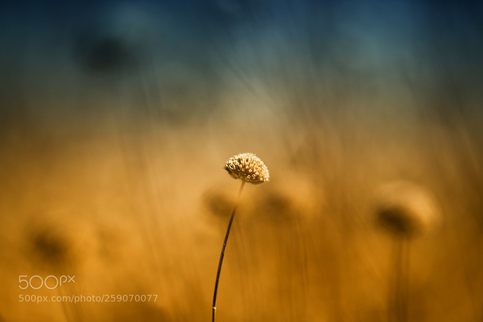 Nikon D850 sample photo. A spring of hope photography