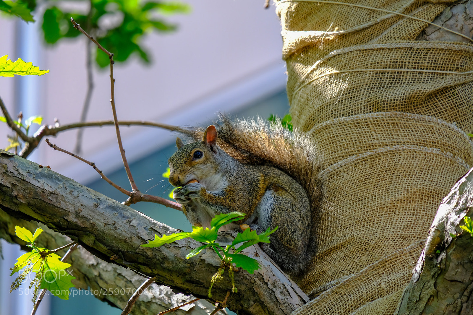 Fujifilm X-T20 sample photo. Squirrel on tree photography