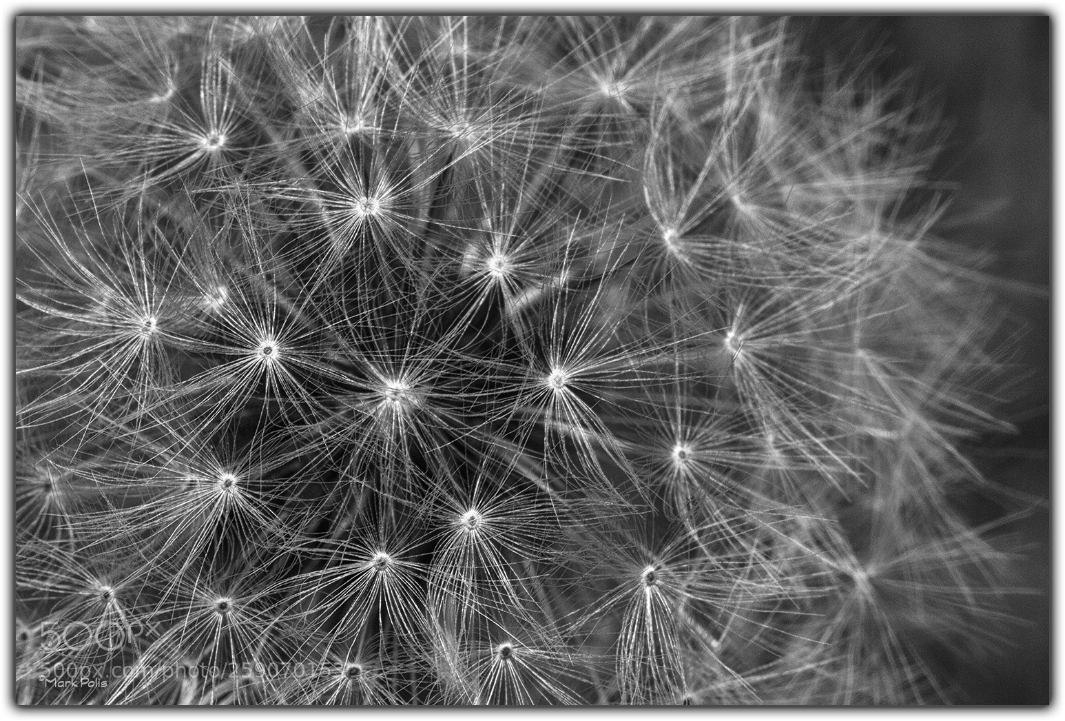 Canon EOS 7D sample photo. Dandelion seedhead mono photography