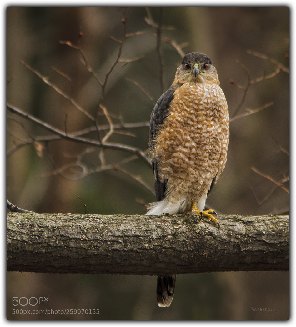 Canon EOS 7D sample photo. Coopers hawk photography