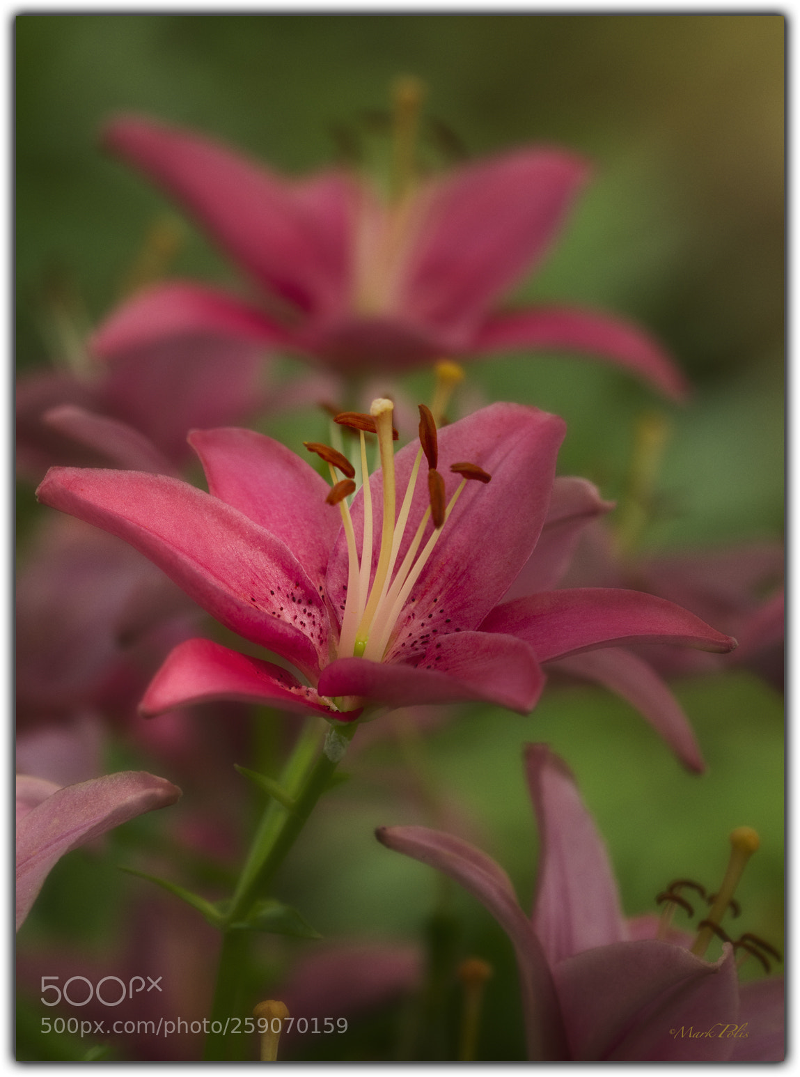 Canon EOS 7D sample photo. Lilies photography