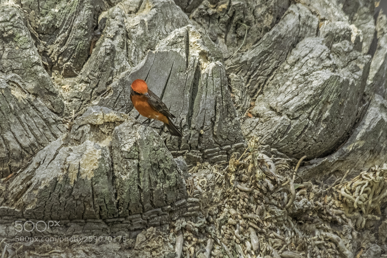 Canon EOS 7D Mark II sample photo. Cardenal mosquero photography