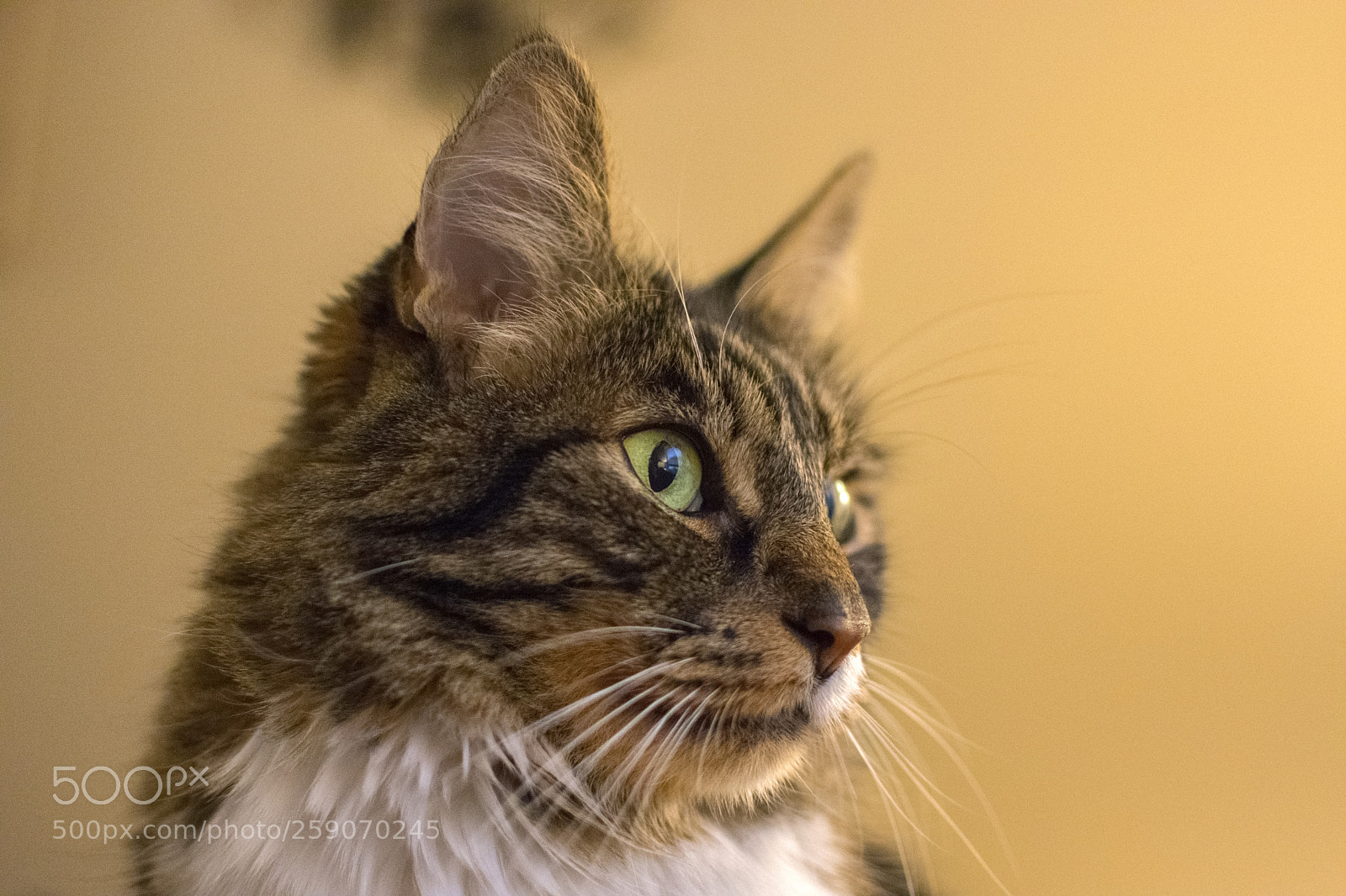 Nikon D3400 sample photo. Spenny photography