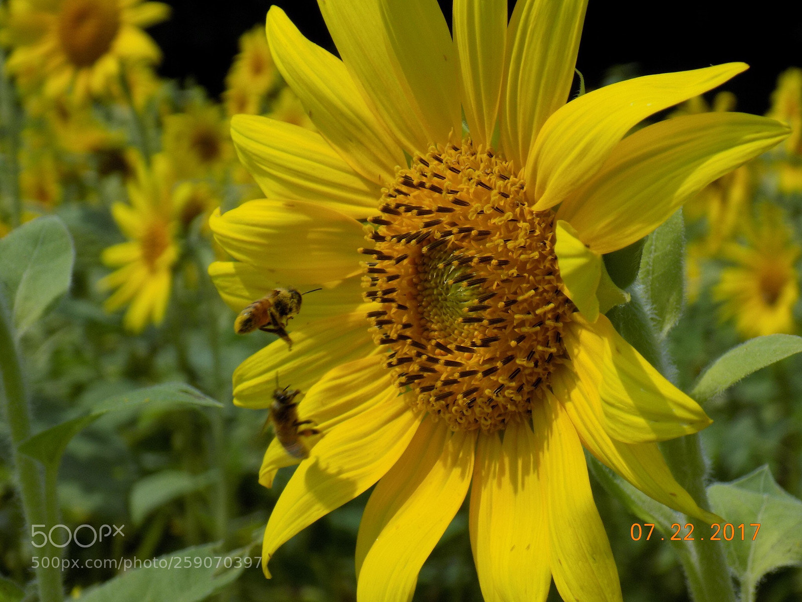 Nikon COOLPIX L340 sample photo. Bees pollinating  photography