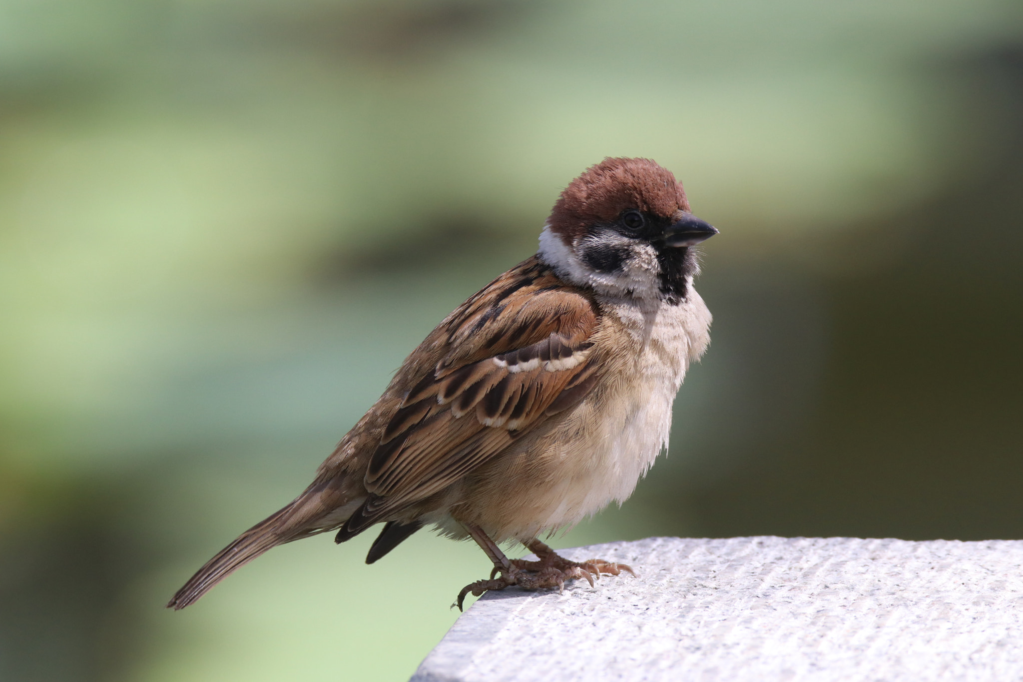 Tamron SP 150-600mm F5-6.3 Di VC USD sample photo. 守候waiting for photography
