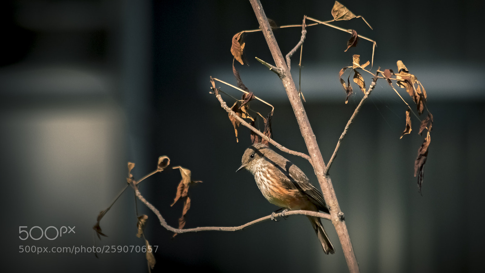 Canon EOS 7D Mark II sample photo. Hembra del cardenal mosquero photography