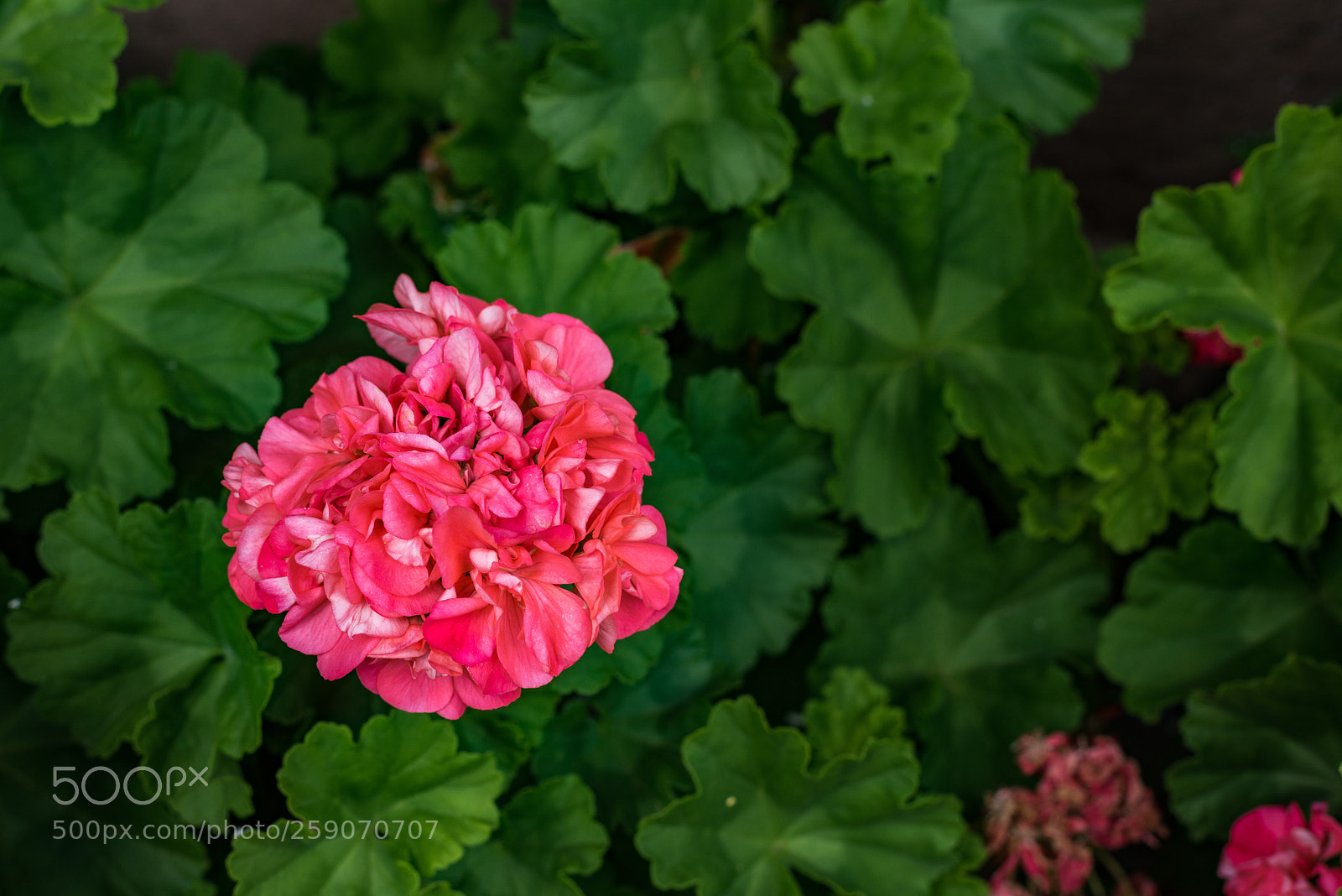Nikon D750 sample photo. Airbnb flowers photography