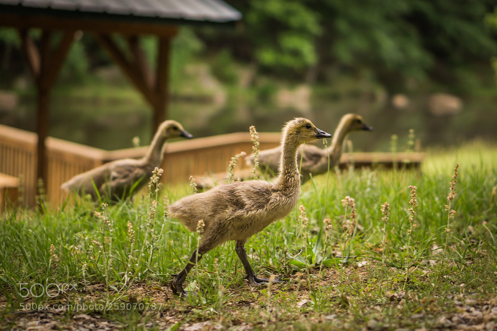 Sony a6000 sample photo. Summertime photography