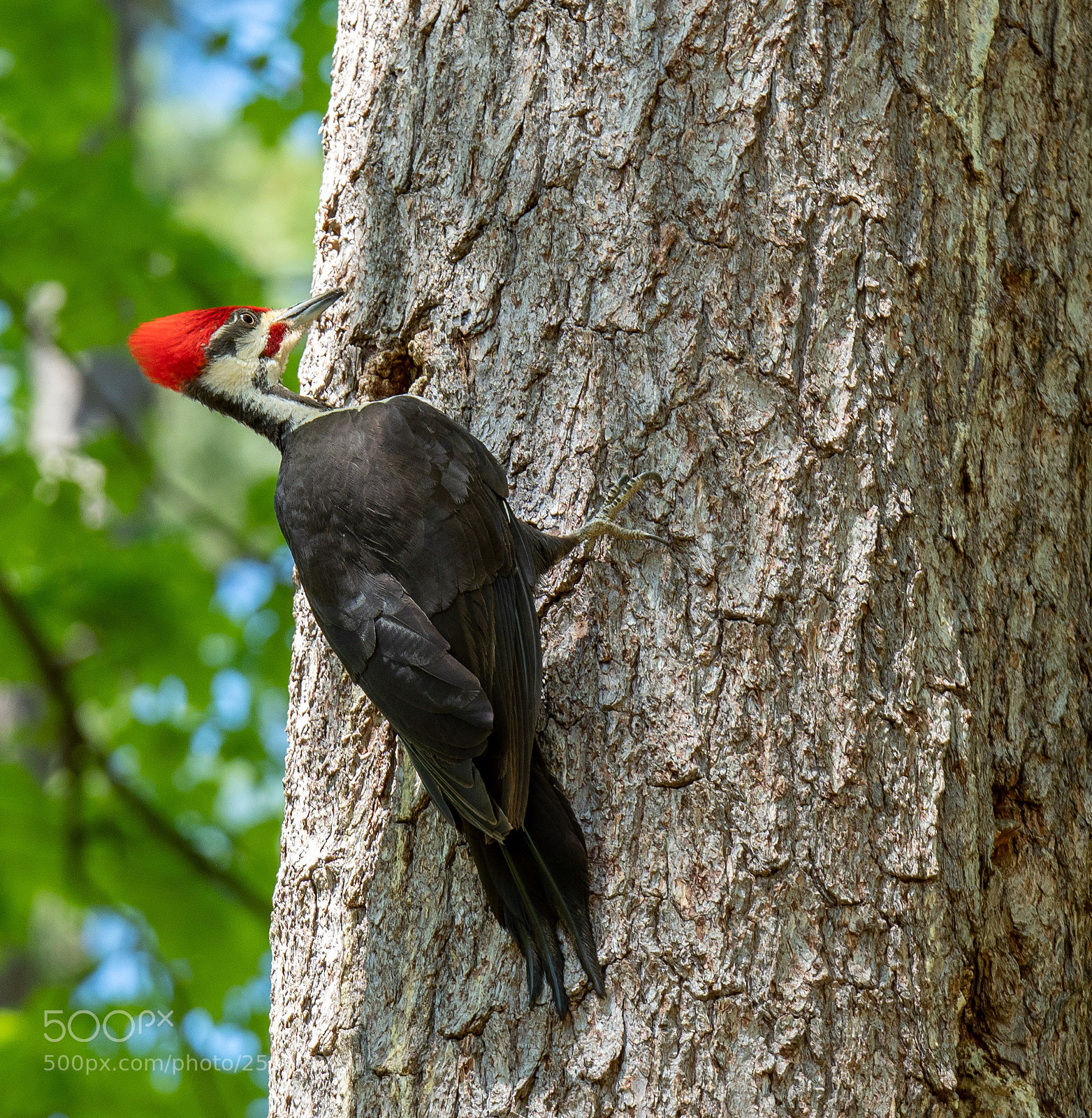 Olympus OM-D E-M1 Mark II sample photo. Pileated woodpecker photography