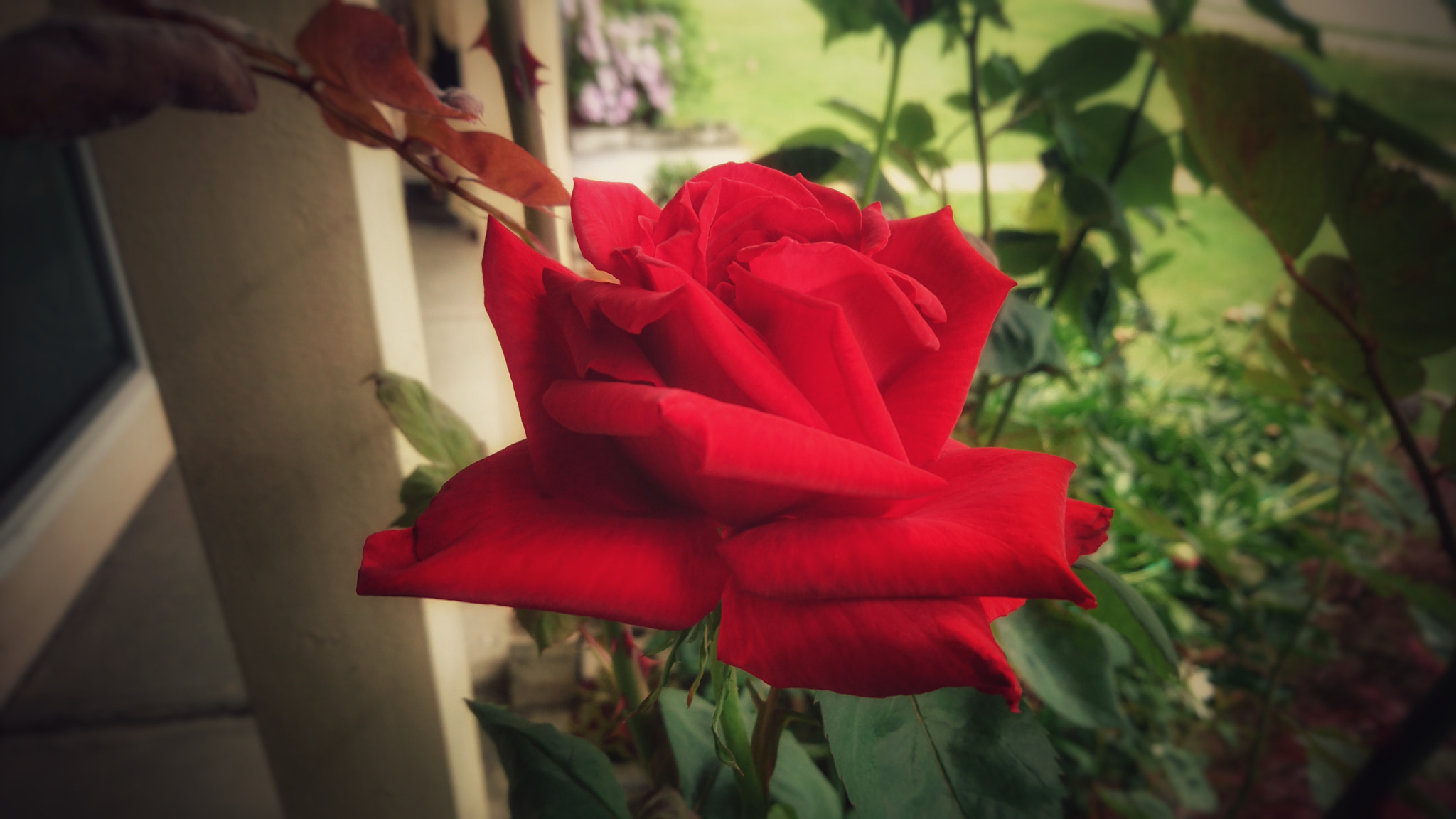 Sony Xperia Z5 sample photo. A rose 🌹 photography