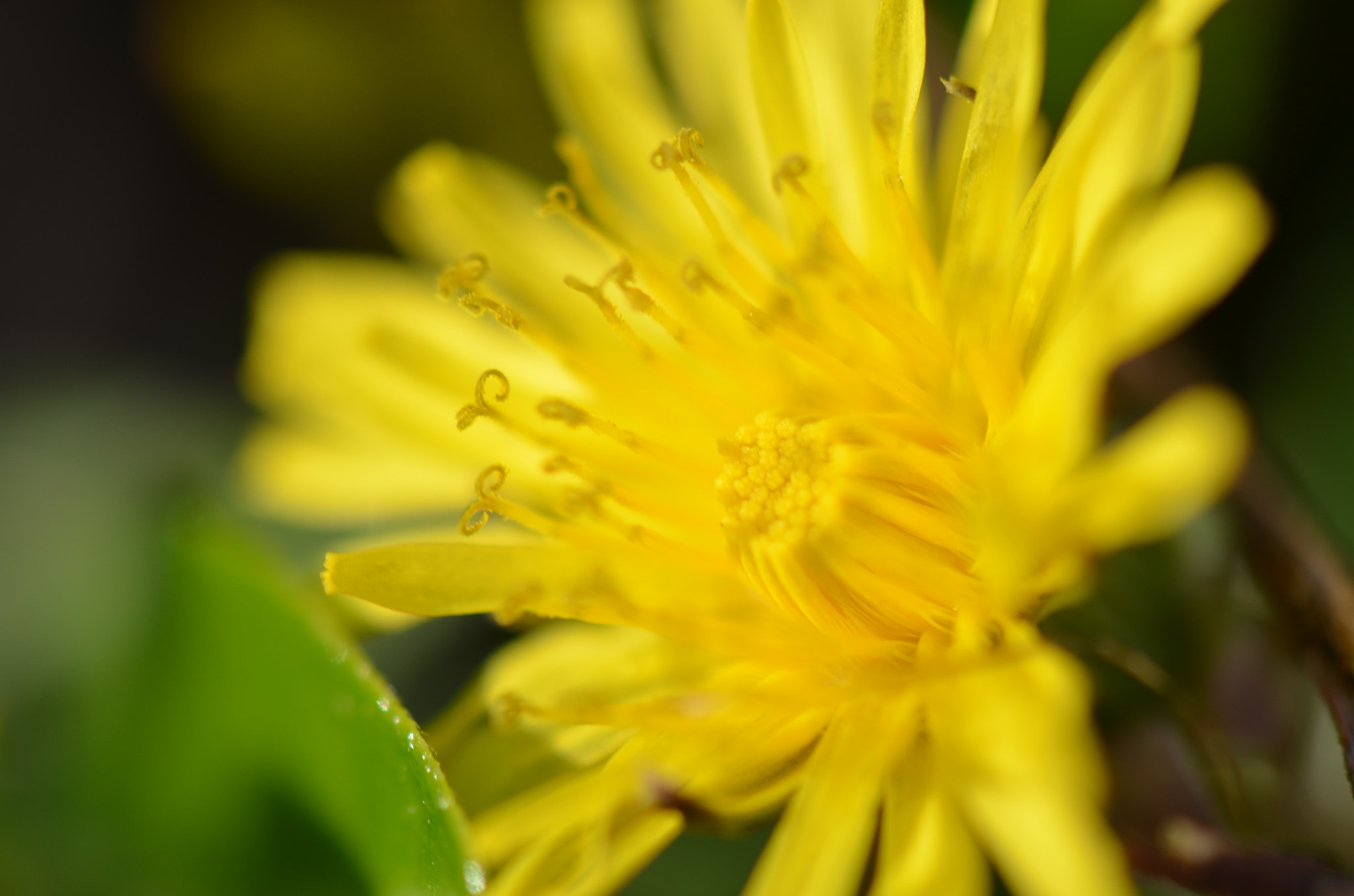 Nikon AF-S DX Micro-Nikkor 85mm F3.5G ED VR sample photo. Dandelion photography