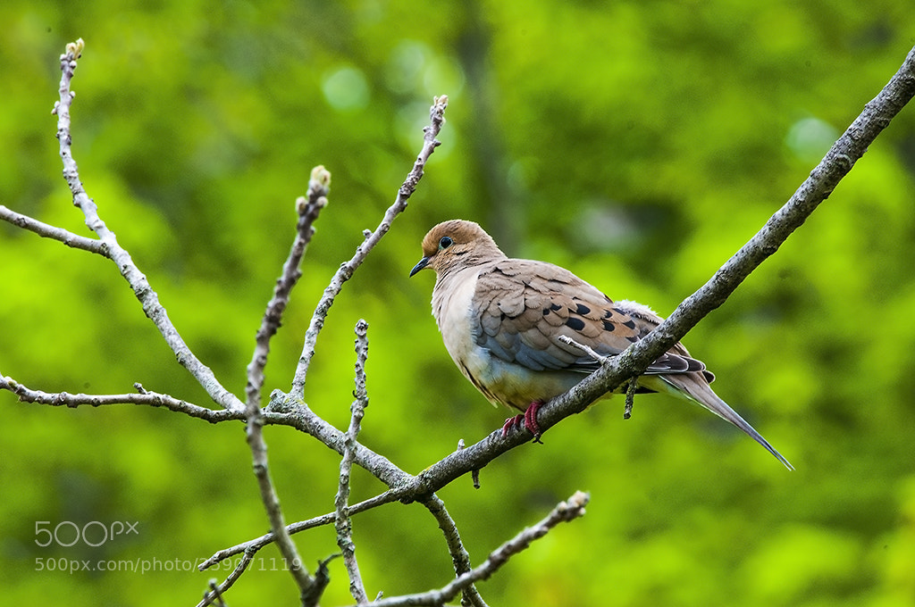 Nikon D300 sample photo. Dove photography