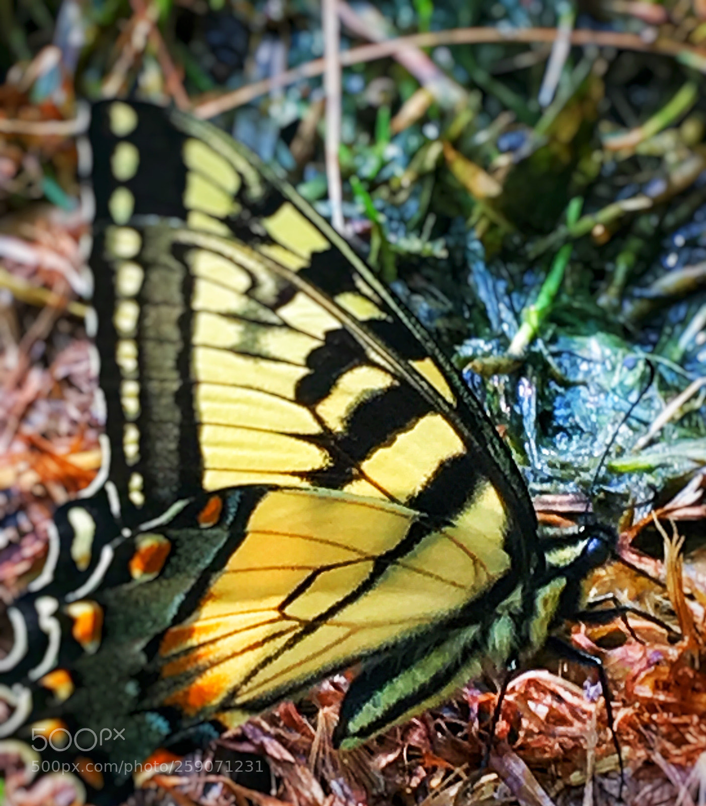 Apple iPhone 6s Plus sample photo. Untitled photography