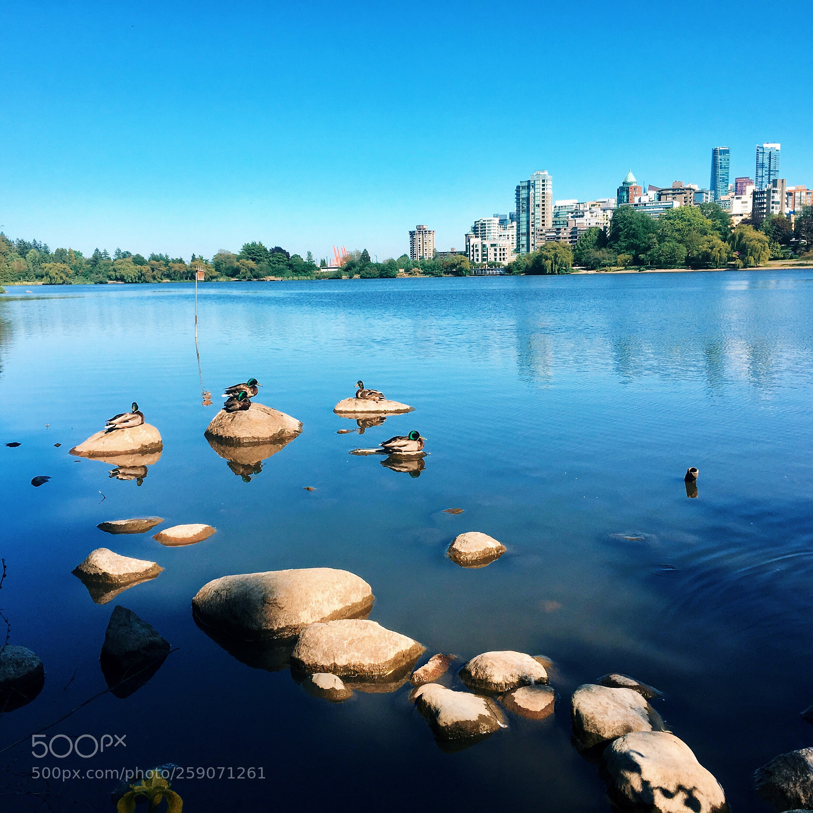Apple iPhone 6s Plus sample photo. Tanning on lost lagoon photography
