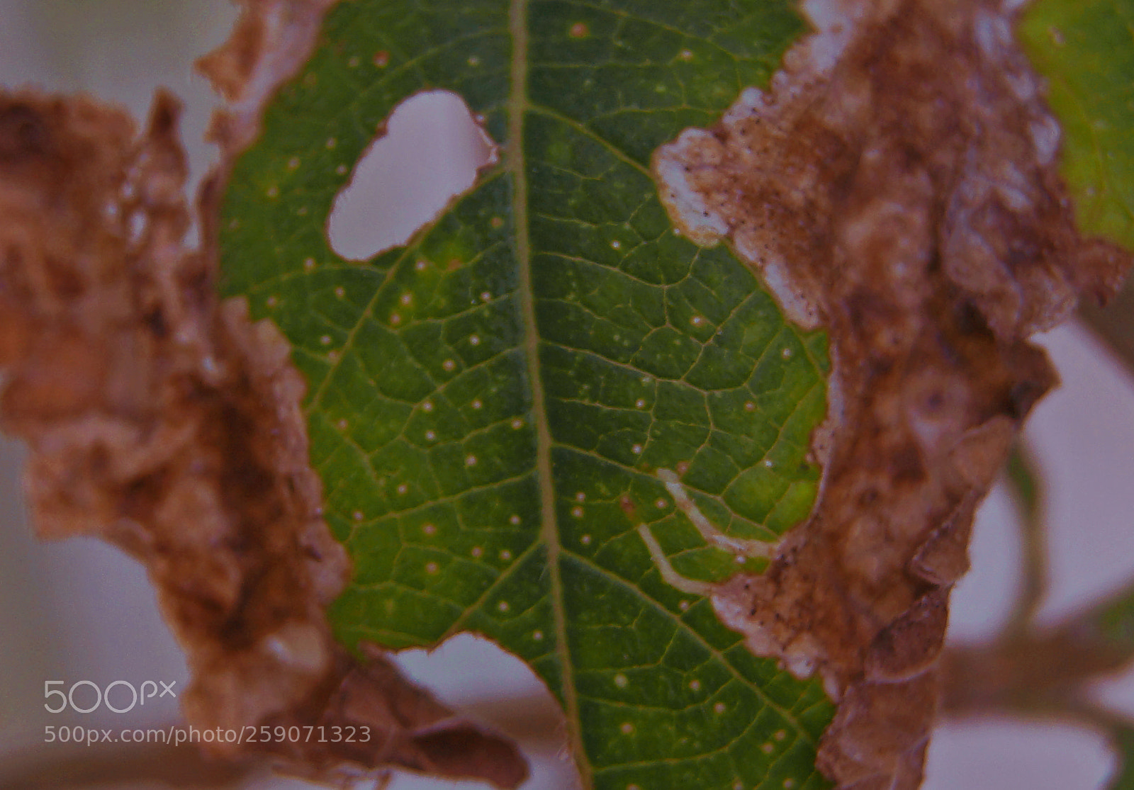 Sony SLT-A37 sample photo. Nature details #4 photography