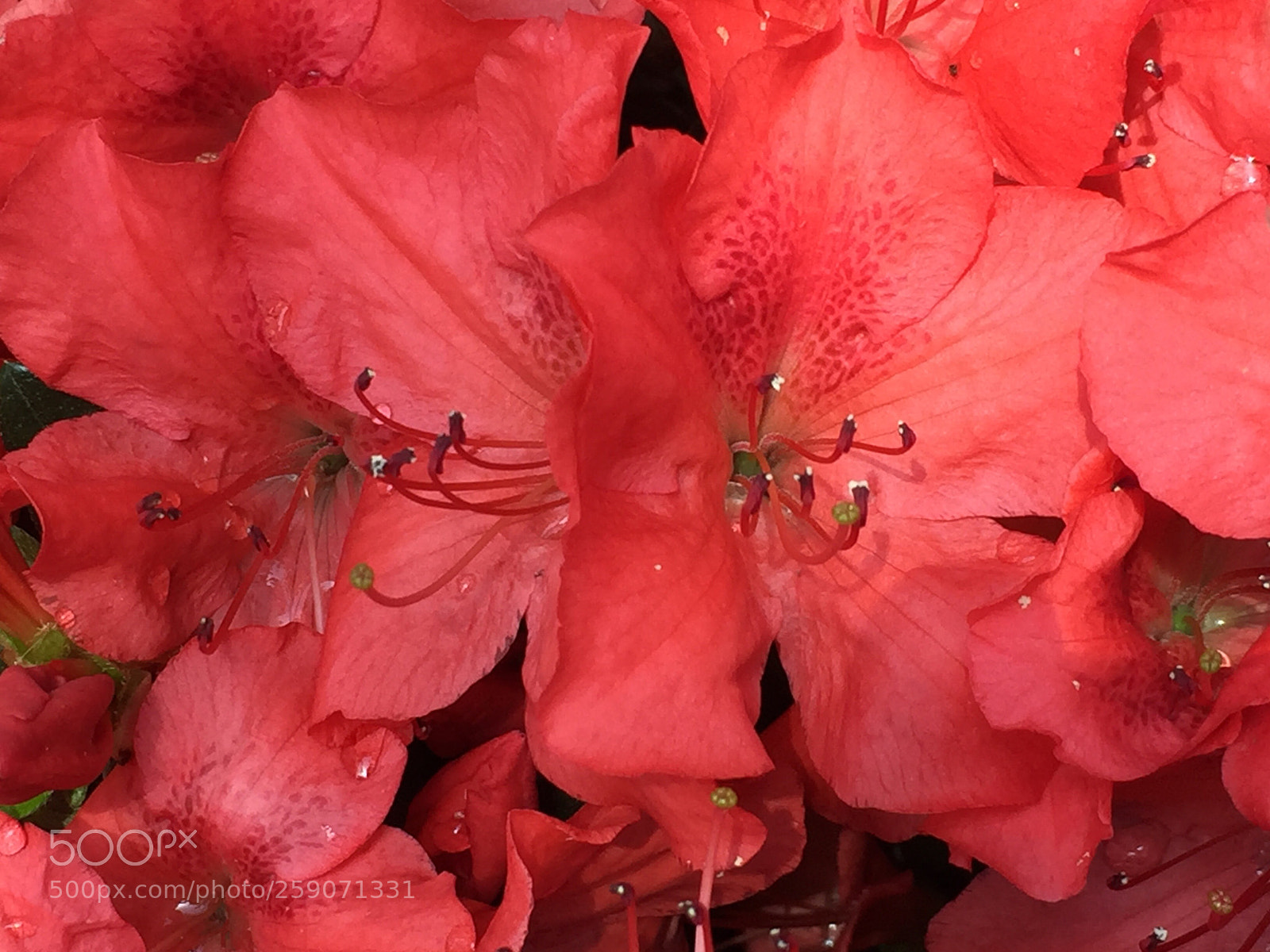 Apple iPhone 6 sample photo. Untitled photography