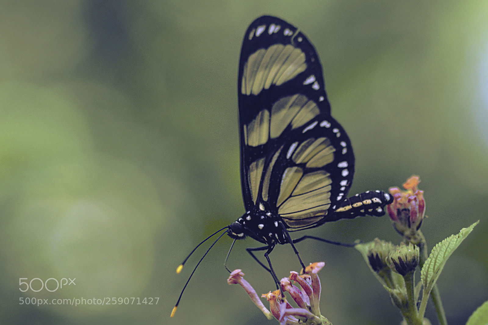 Canon EOS 50D sample photo. Butterfly photography