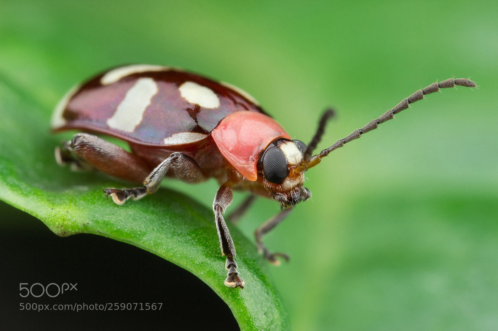 Canon EOS 600D (Rebel EOS T3i / EOS Kiss X5) sample photo. Omophoita chevrolat (chrysomelidae) photography