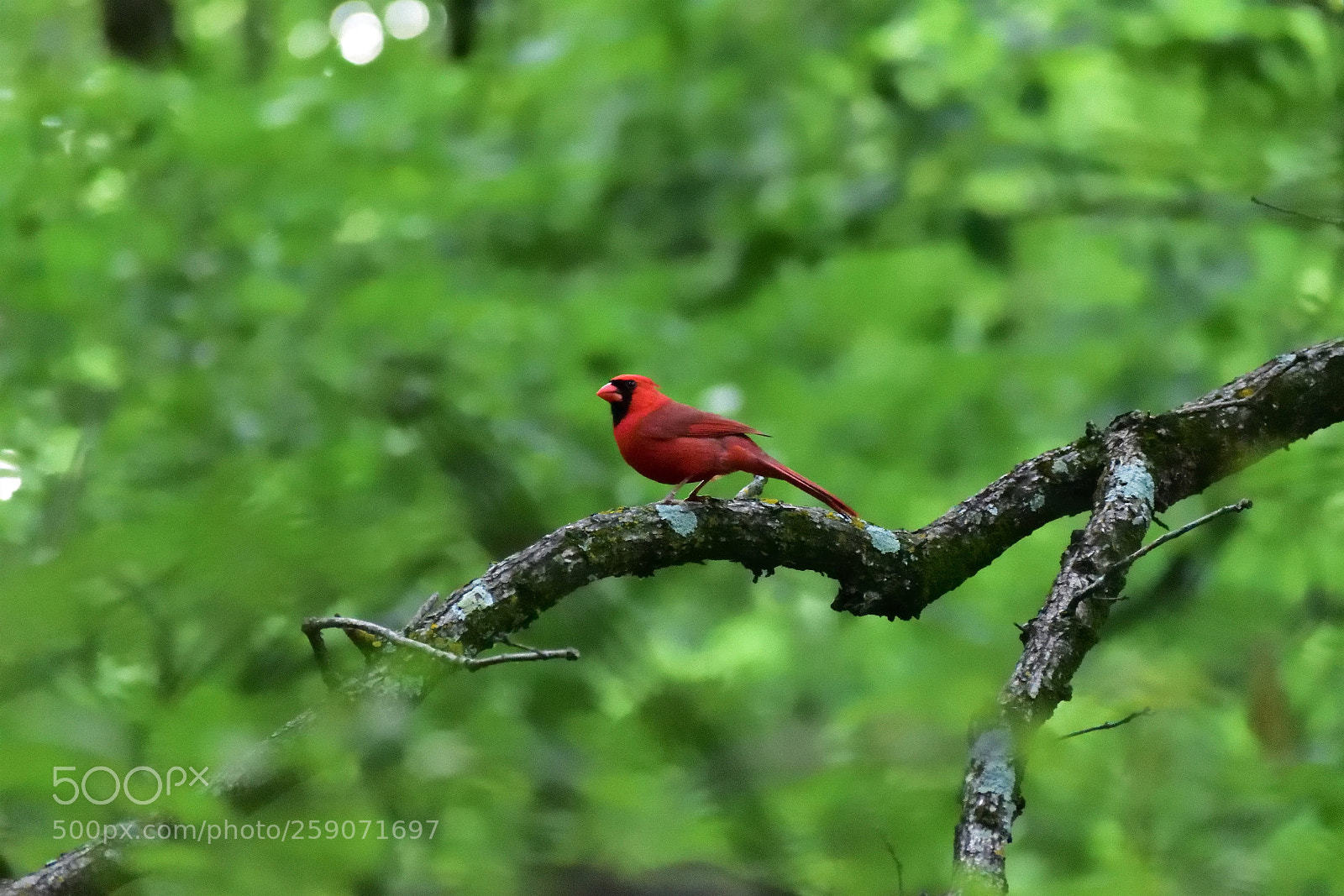 Nikon D5500 sample photo. Northern cardinal photography