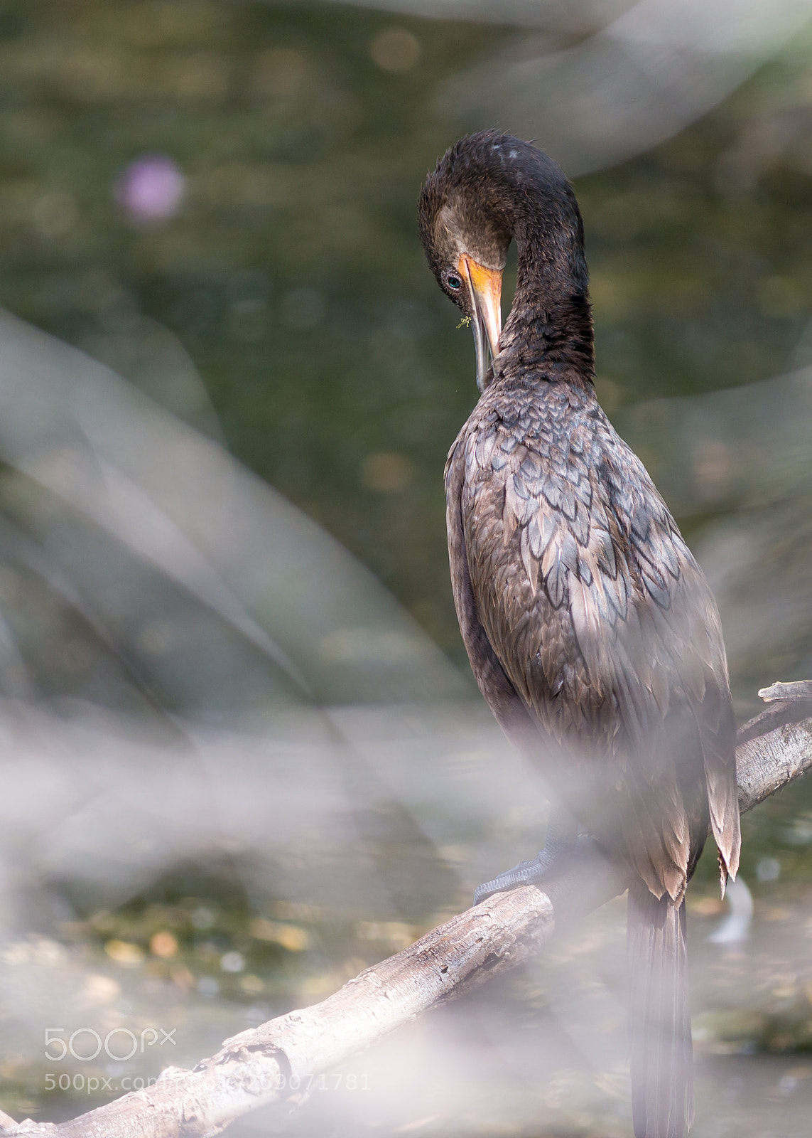 Canon EOS 70D sample photo. Double-crested cormorant photography