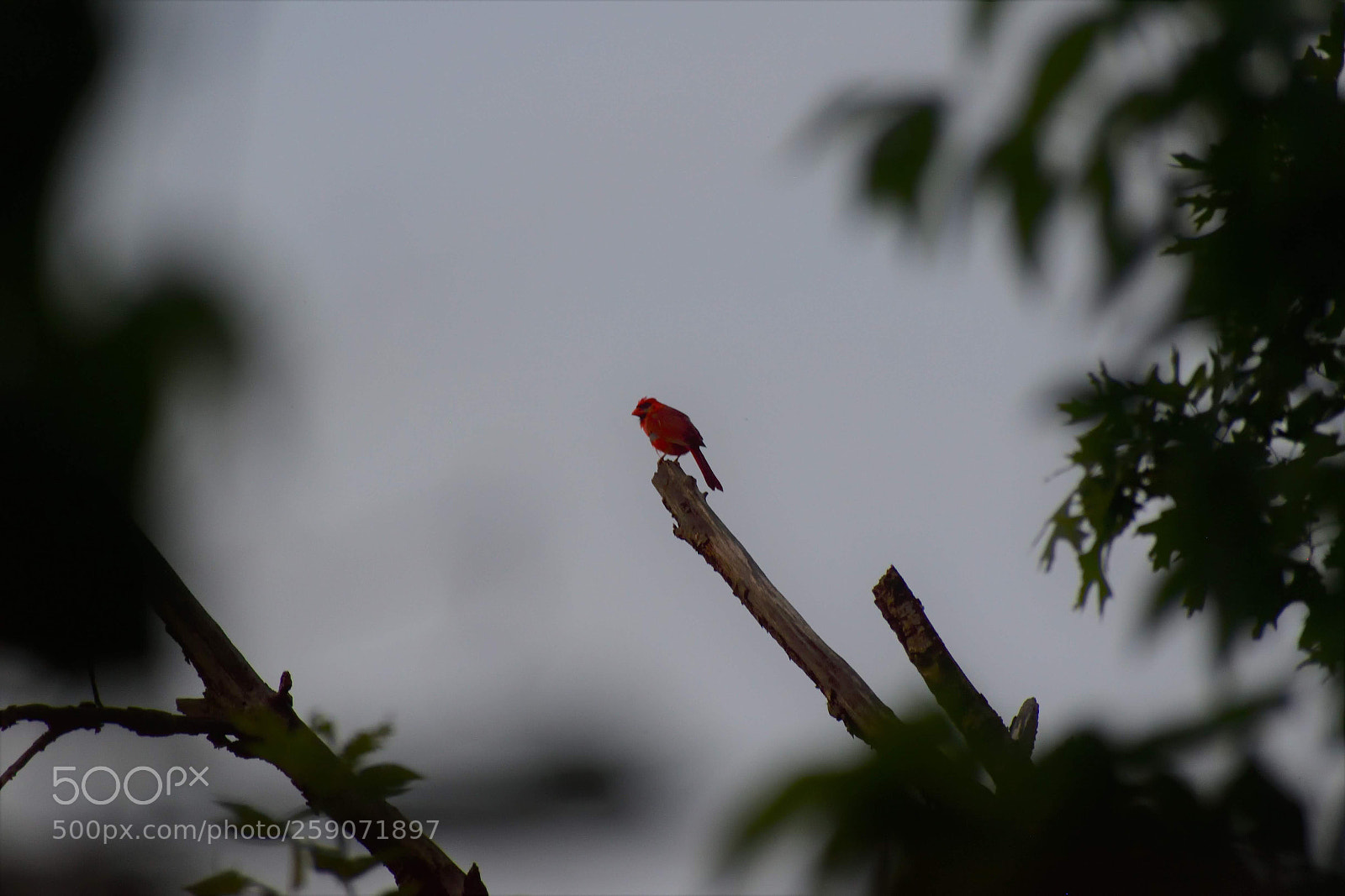 Nikon D5500 sample photo. Cardinal2 photography
