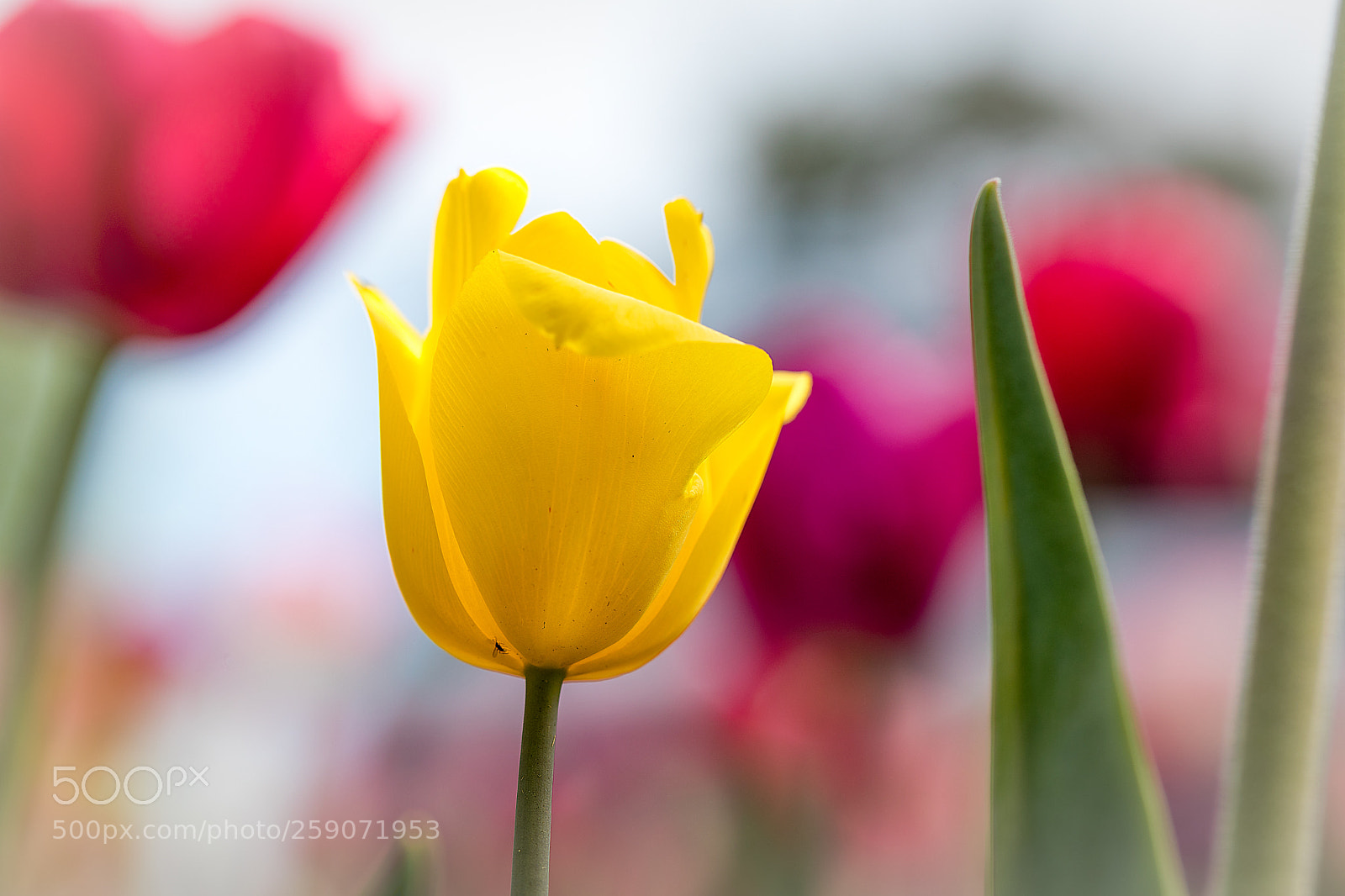 Canon EOS 5D Mark IV sample photo. Yellow tulip photography