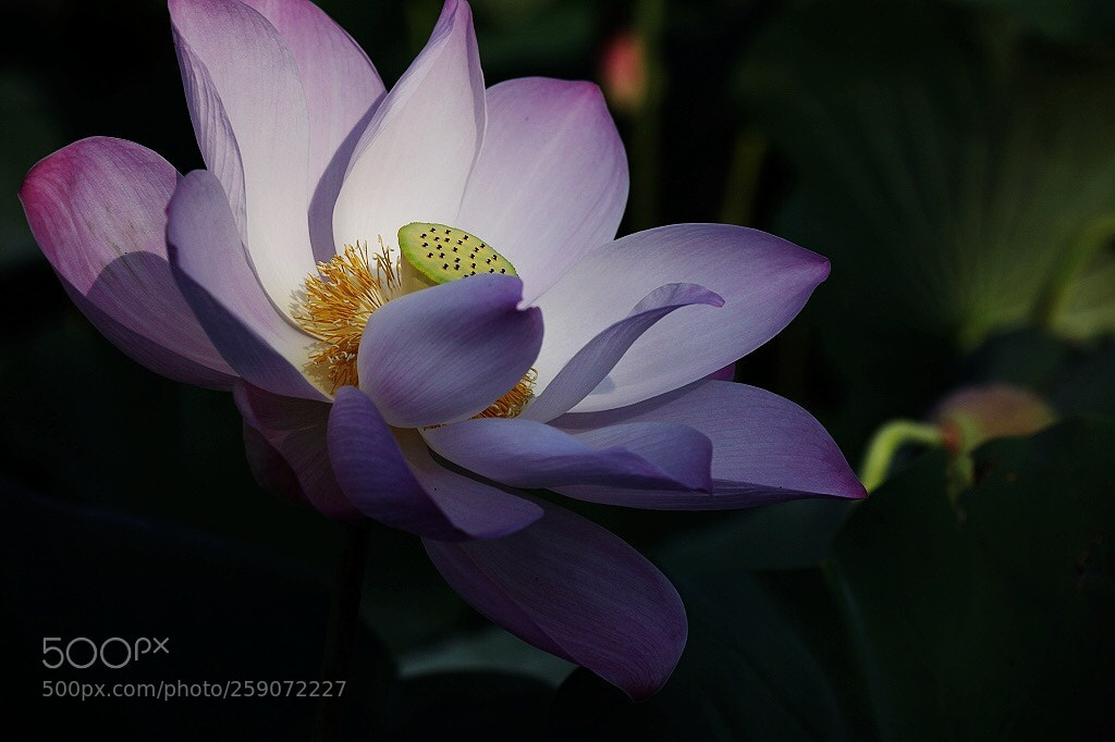 Canon EOS 5D Mark II sample photo. Untitled photography