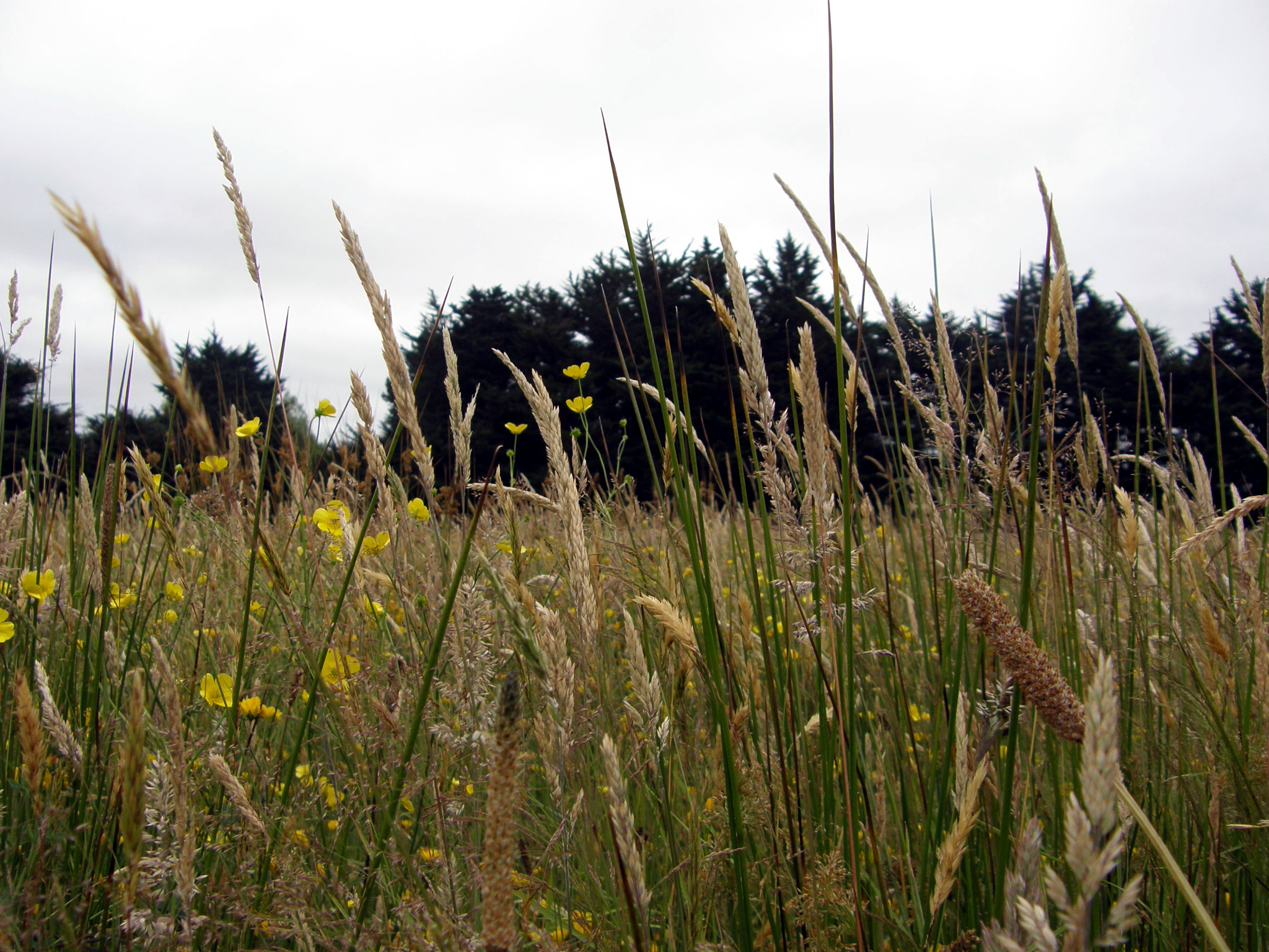 Olympus SP550UZ sample photo. Wild grass in a meadow. photography