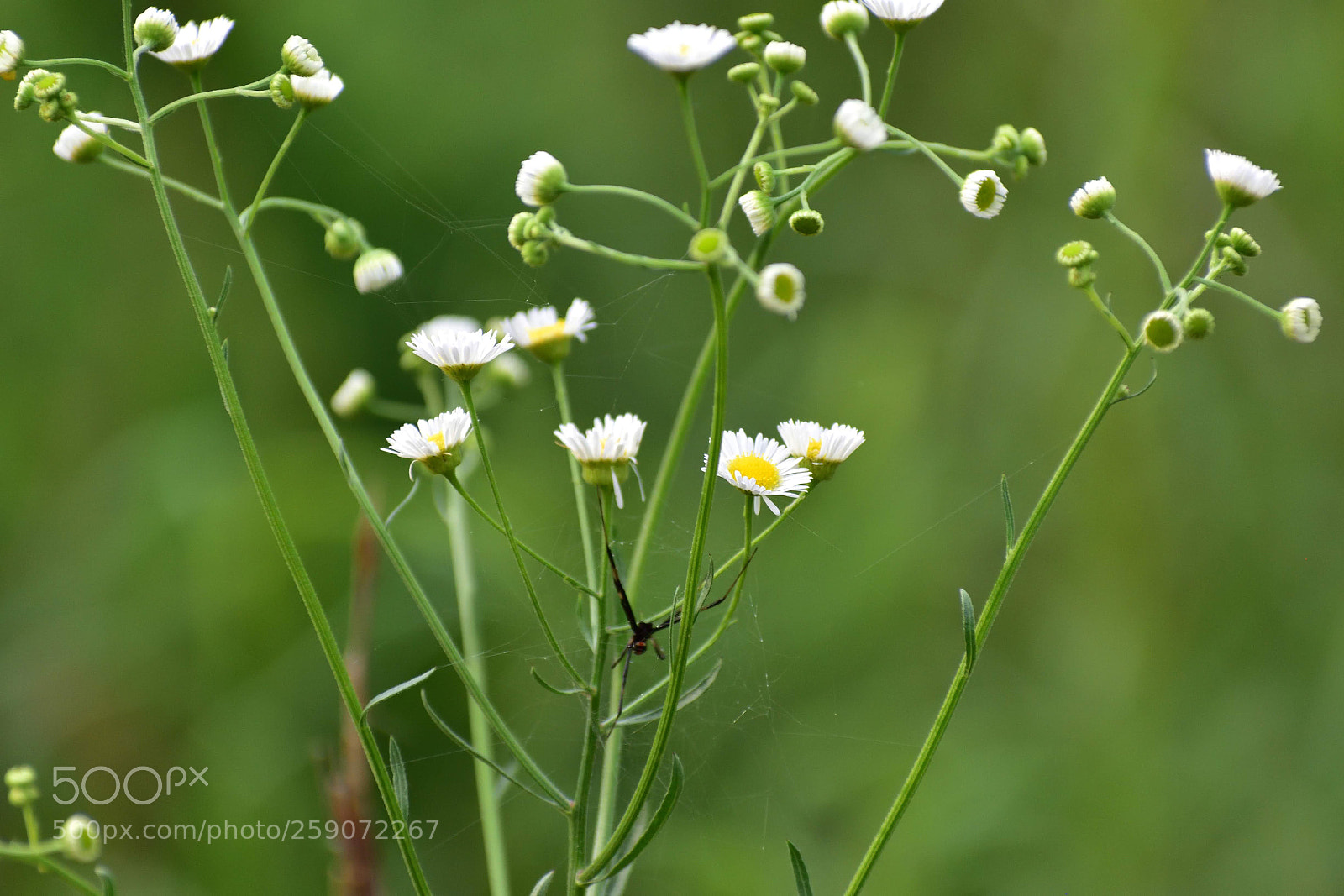 Nikon D5500 sample photo. Flowers photography