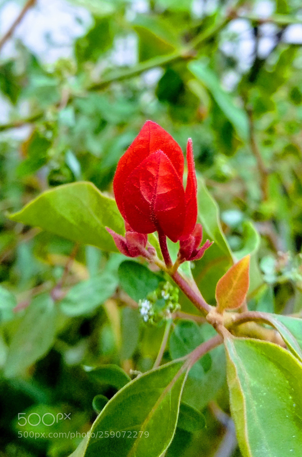 Xiaomi Mi A1 sample photo. Bougainvillea photography