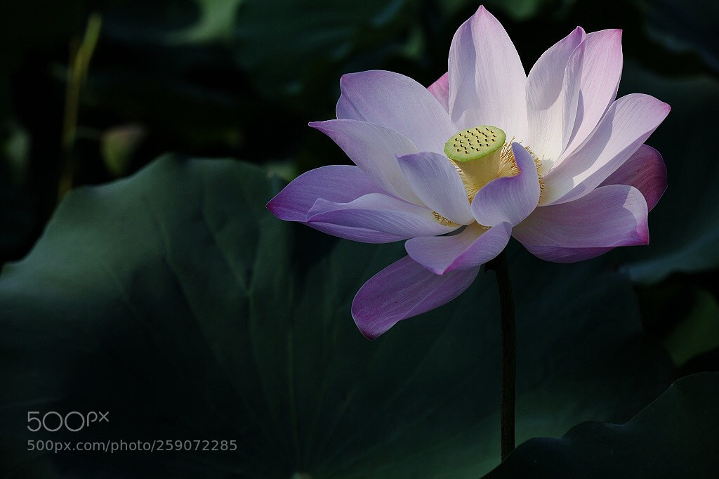 Canon EOS 5D Mark II sample photo. Untitled photography