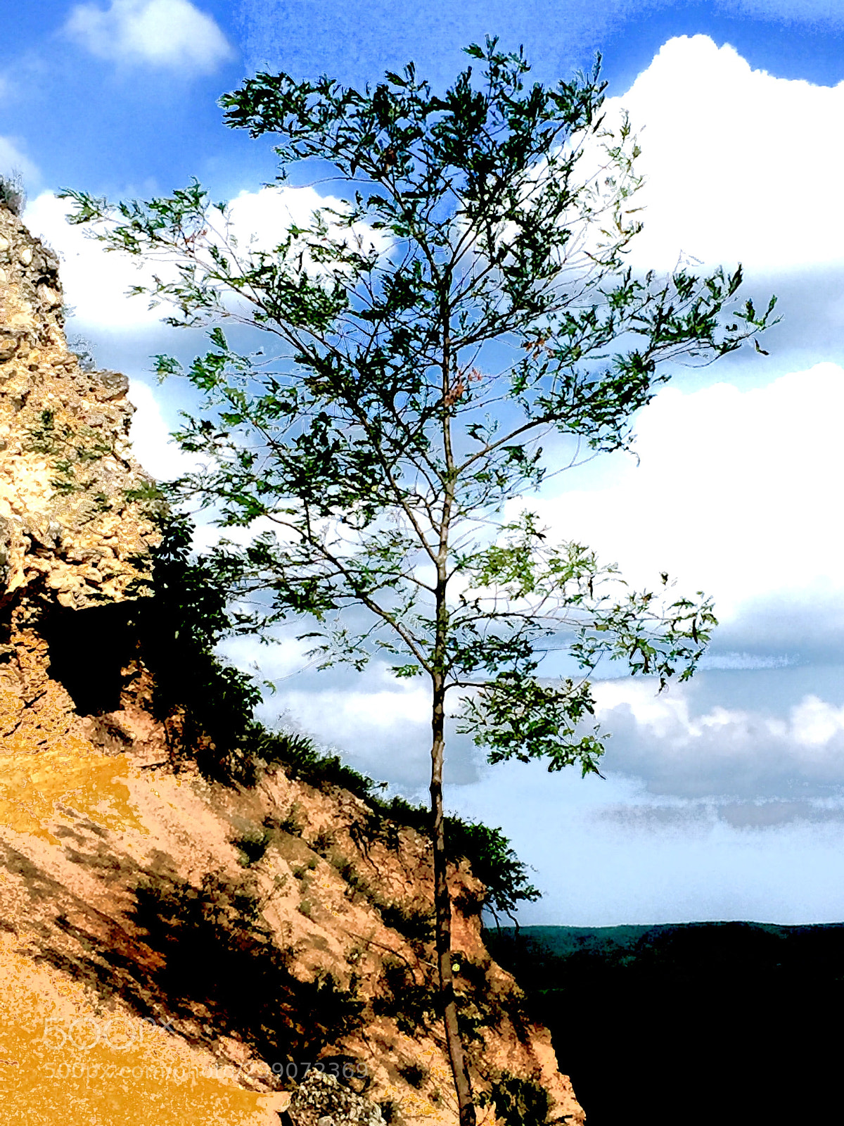 Apple iPhone 6 sample photo. Árbol solitario photography