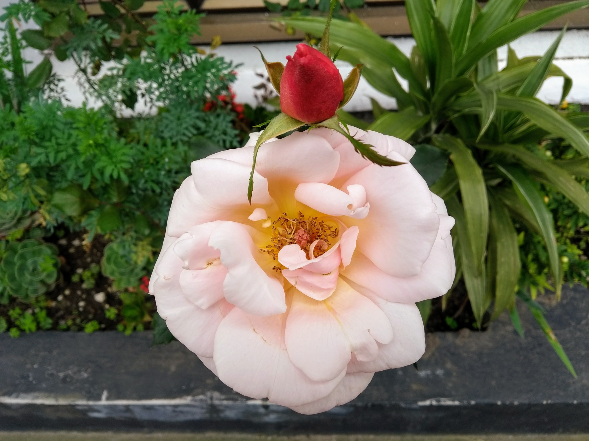 Motorola Moto G (5th Gen) sample photo. Maturity&nature photography