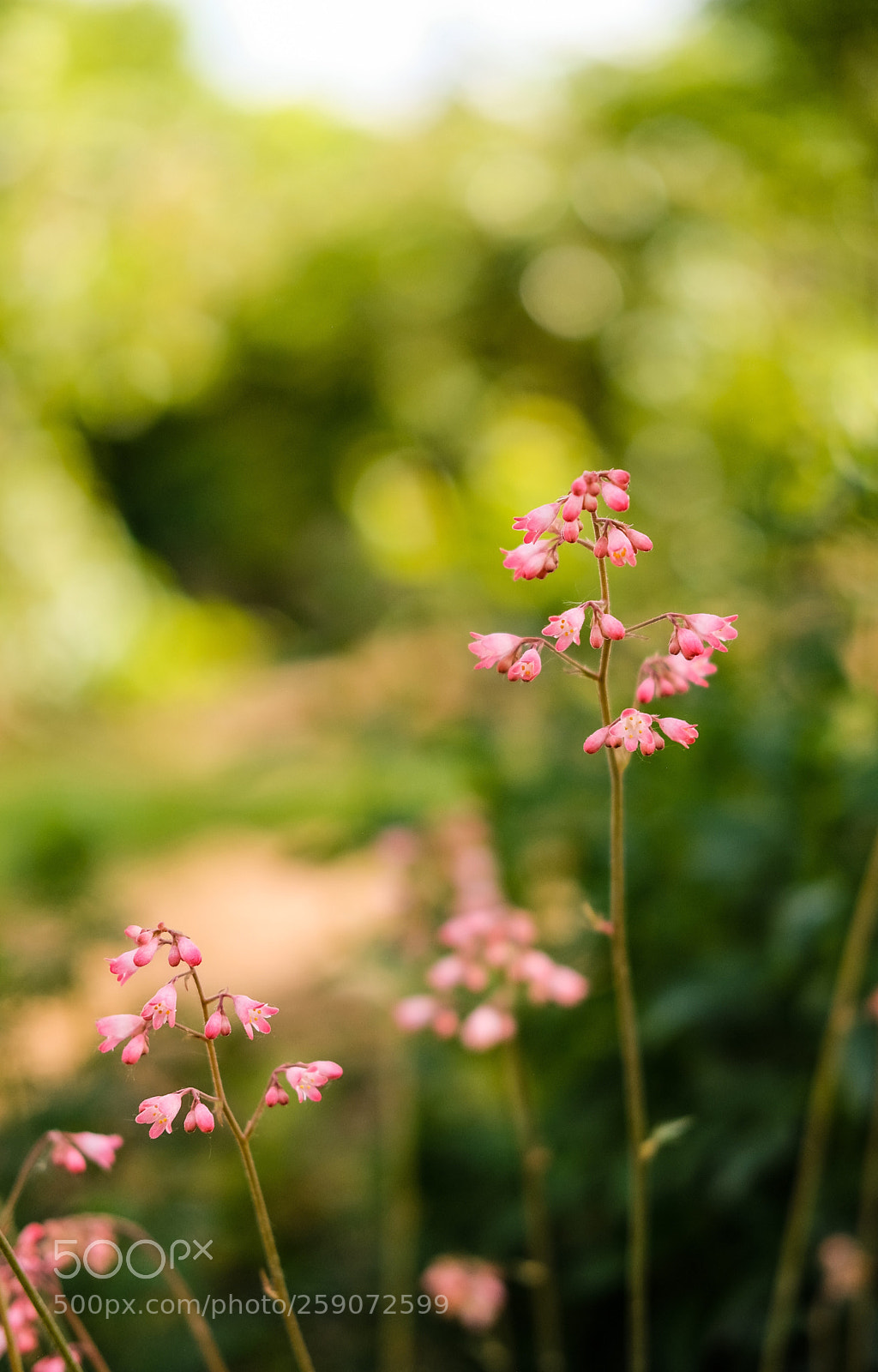 Fujifilm X-Pro2 sample photo. In the garden. photography