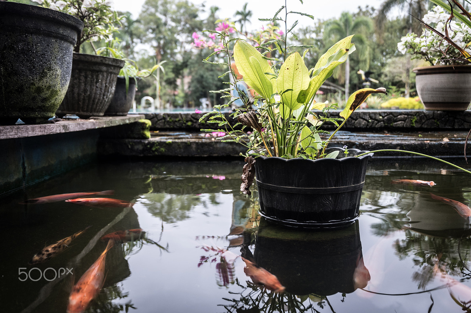 Fujifilm X-A10 sample photo. Floatinggardenpot photography