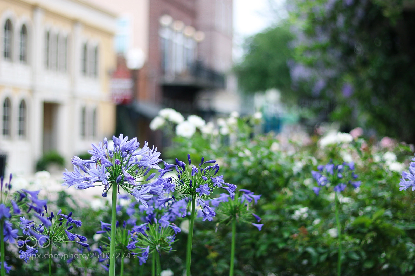 Canon EOS 750D (EOS Rebel T6i / EOS Kiss X8i) sample photo. 05/22/18 photography