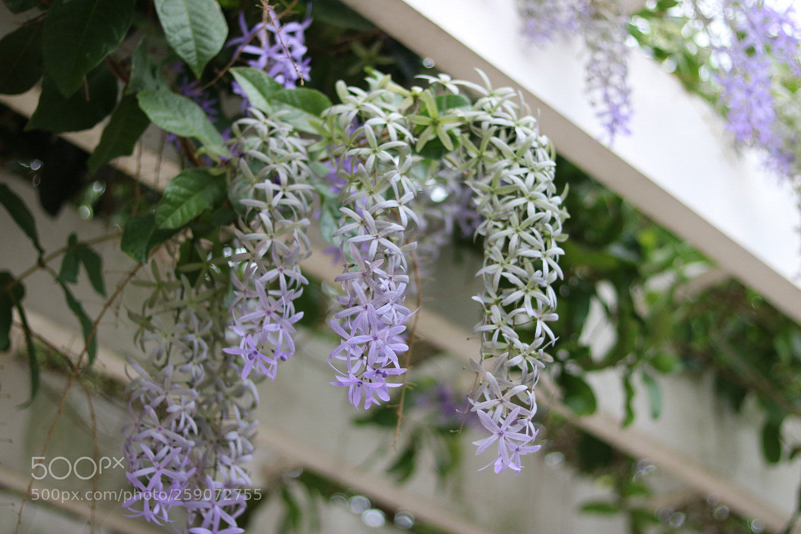 Canon EOS 750D (EOS Rebel T6i / EOS Kiss X8i) sample photo. 05/22/18 photography
